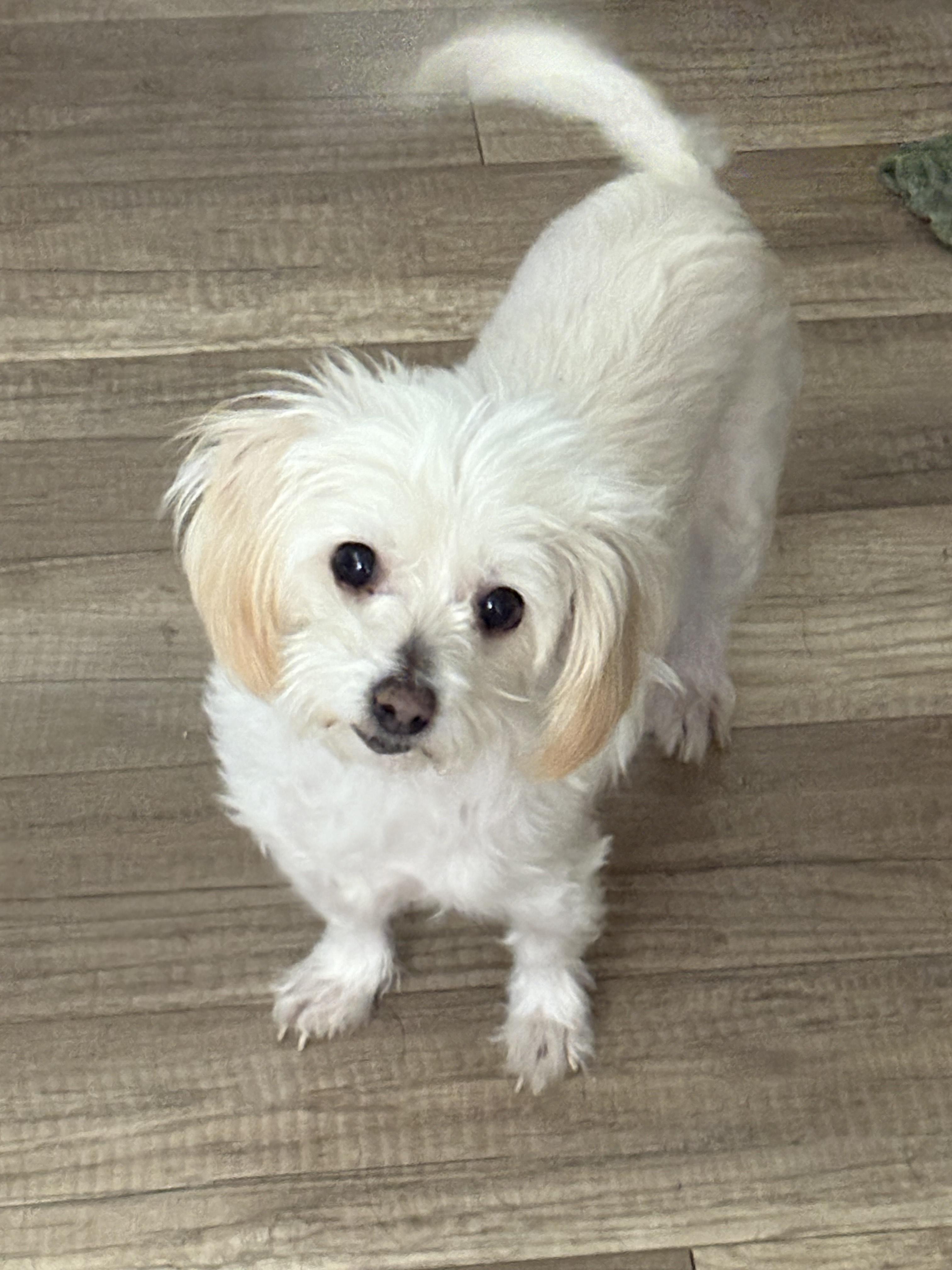 Pearl, an adopted mixed breed in San Ysidro, CA image 2/5