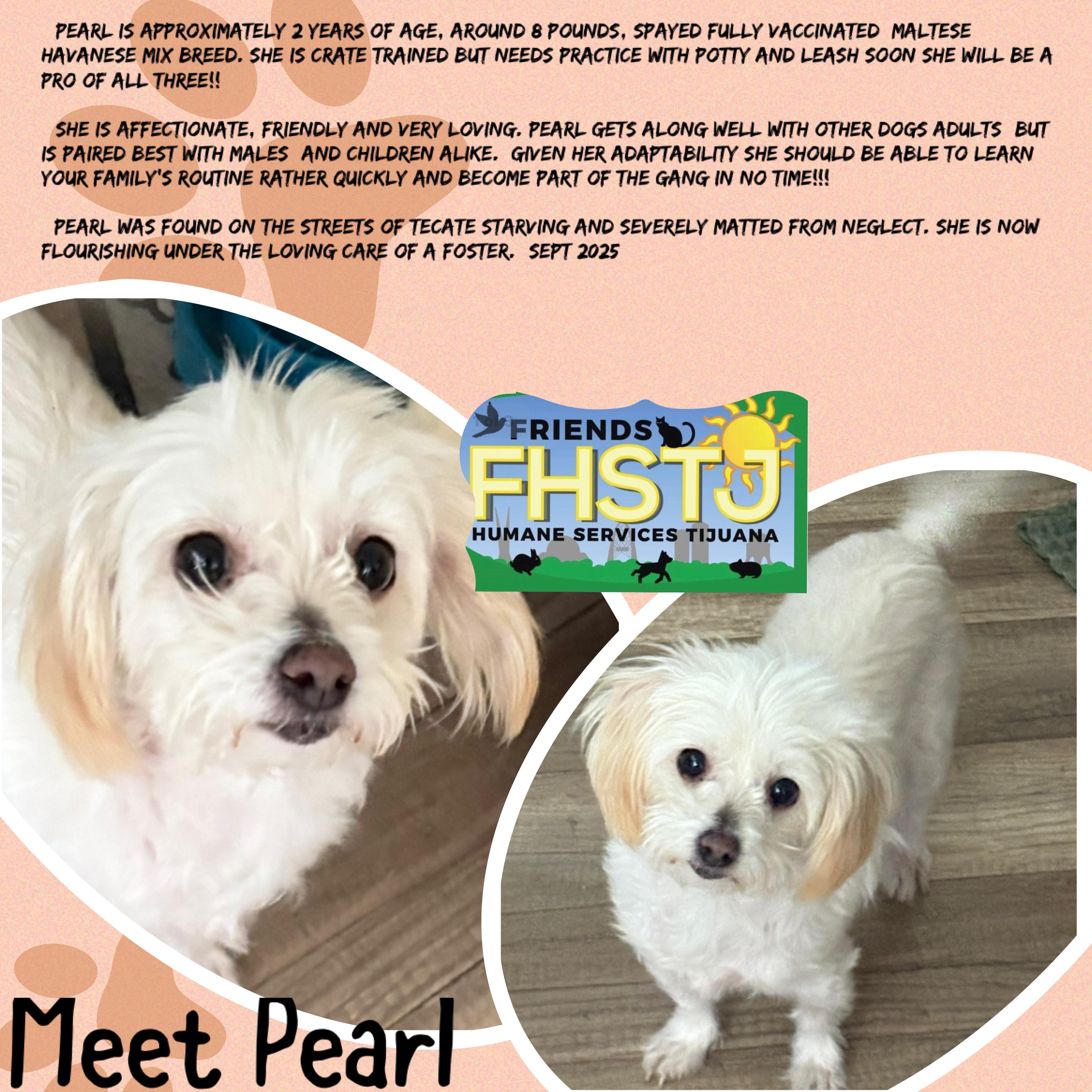 Pearl, an adopted mixed breed in San Ysidro, CA image 5/5