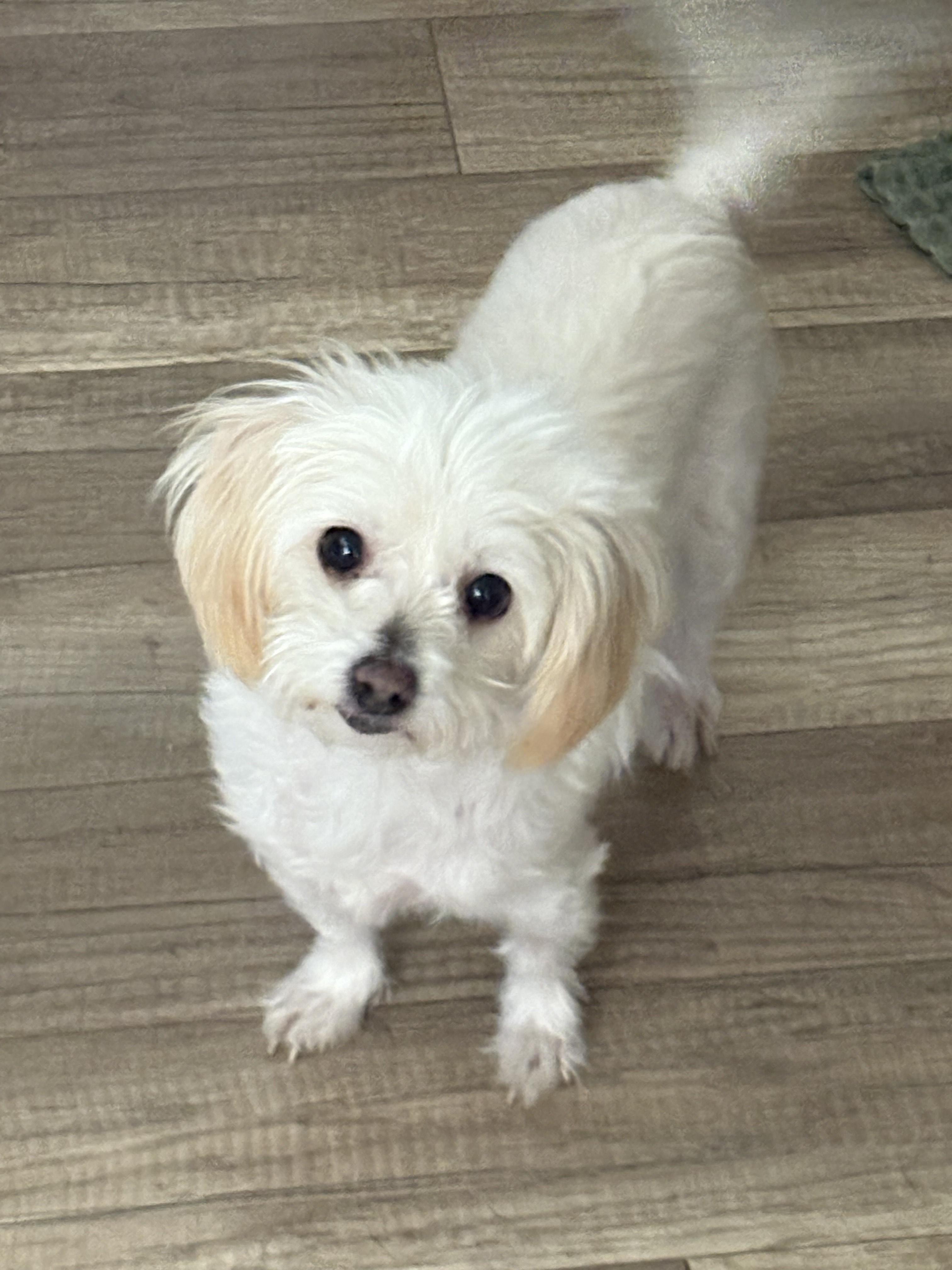 Pearl, an adopted mixed breed in San Ysidro, CA image 3/5