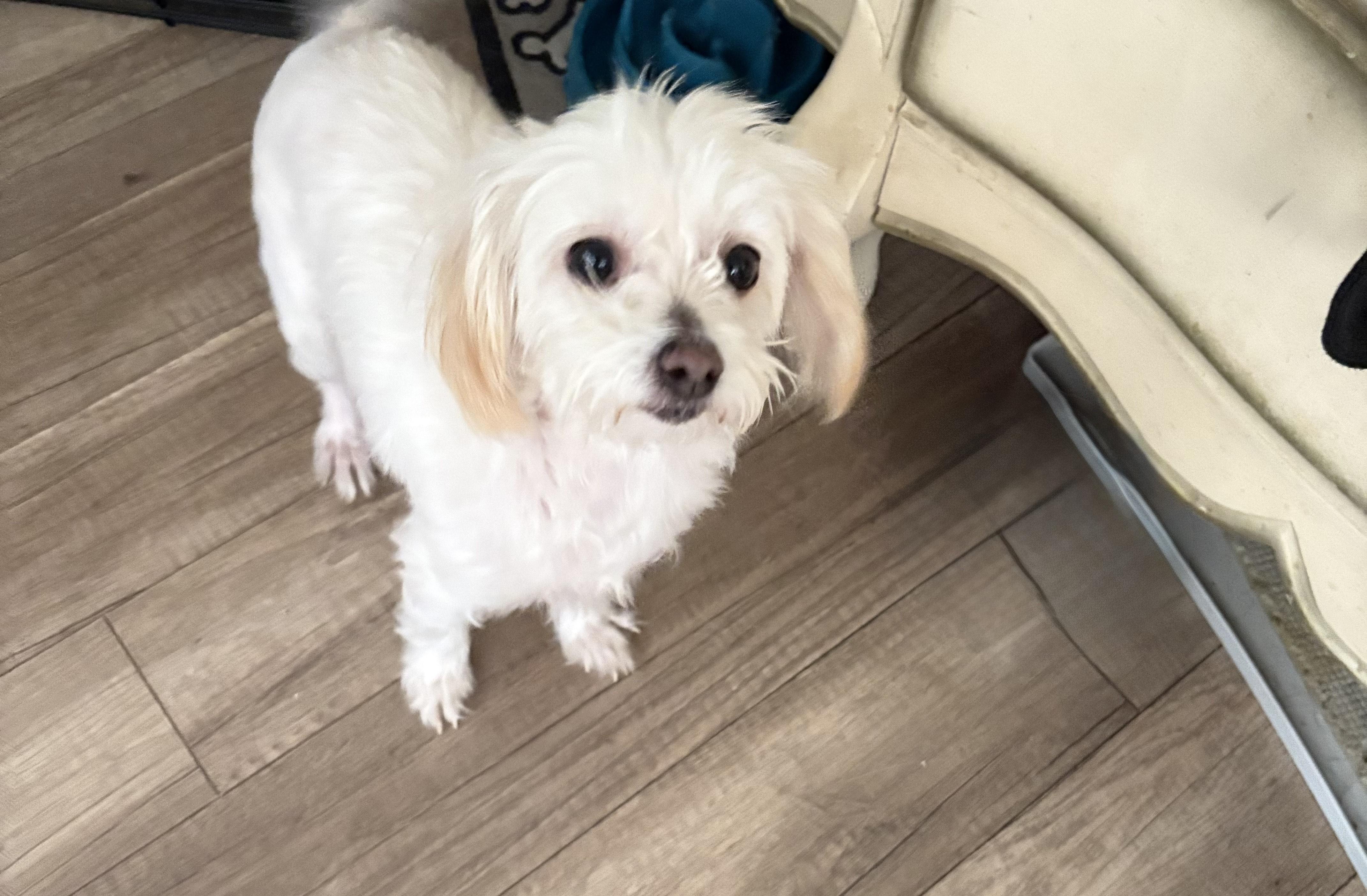 Pearl, an adopted mixed breed in San Ysidro, CA image 1/5