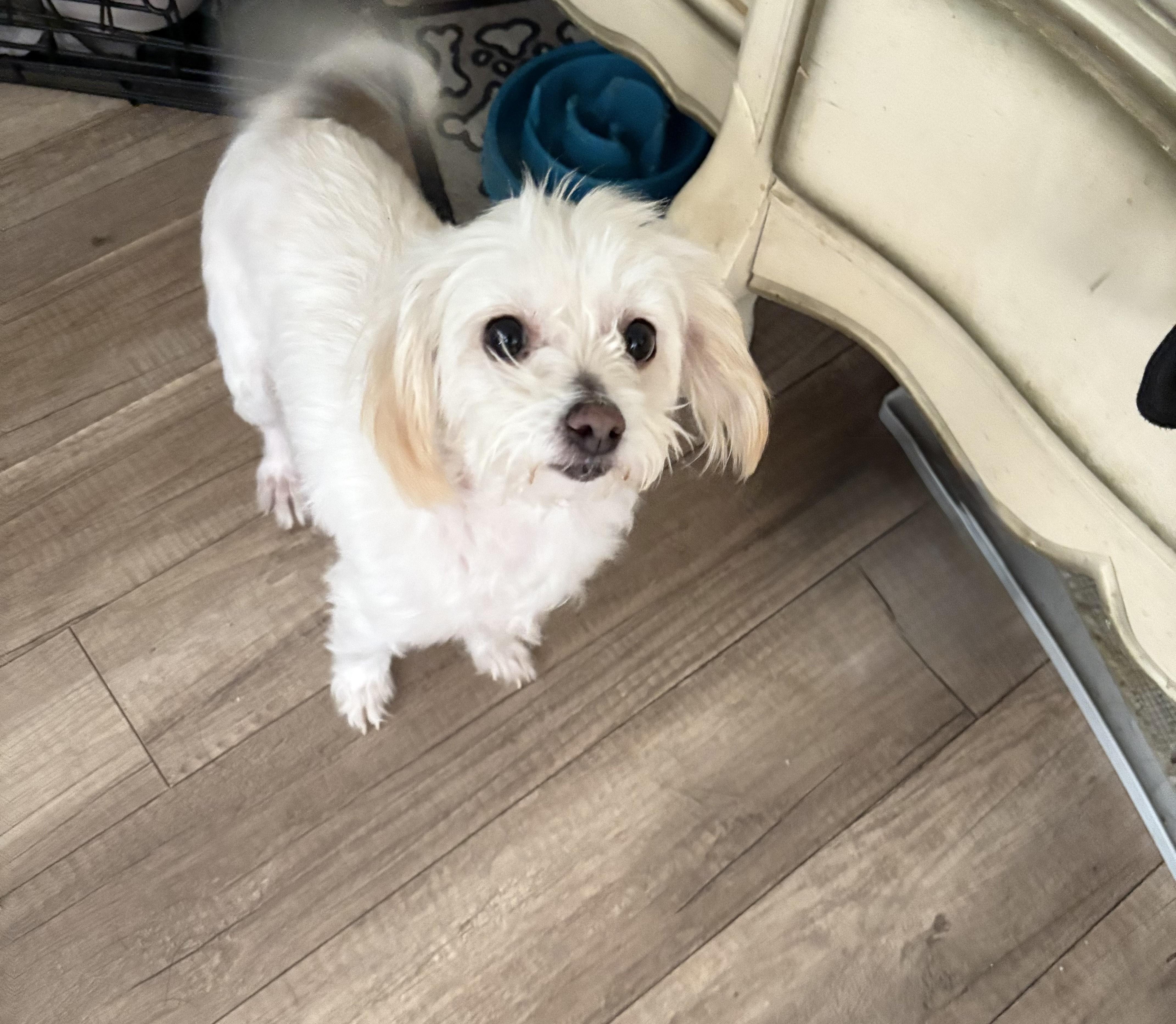 Pearl, an adopted mixed breed in San Ysidro, CA image 4/5