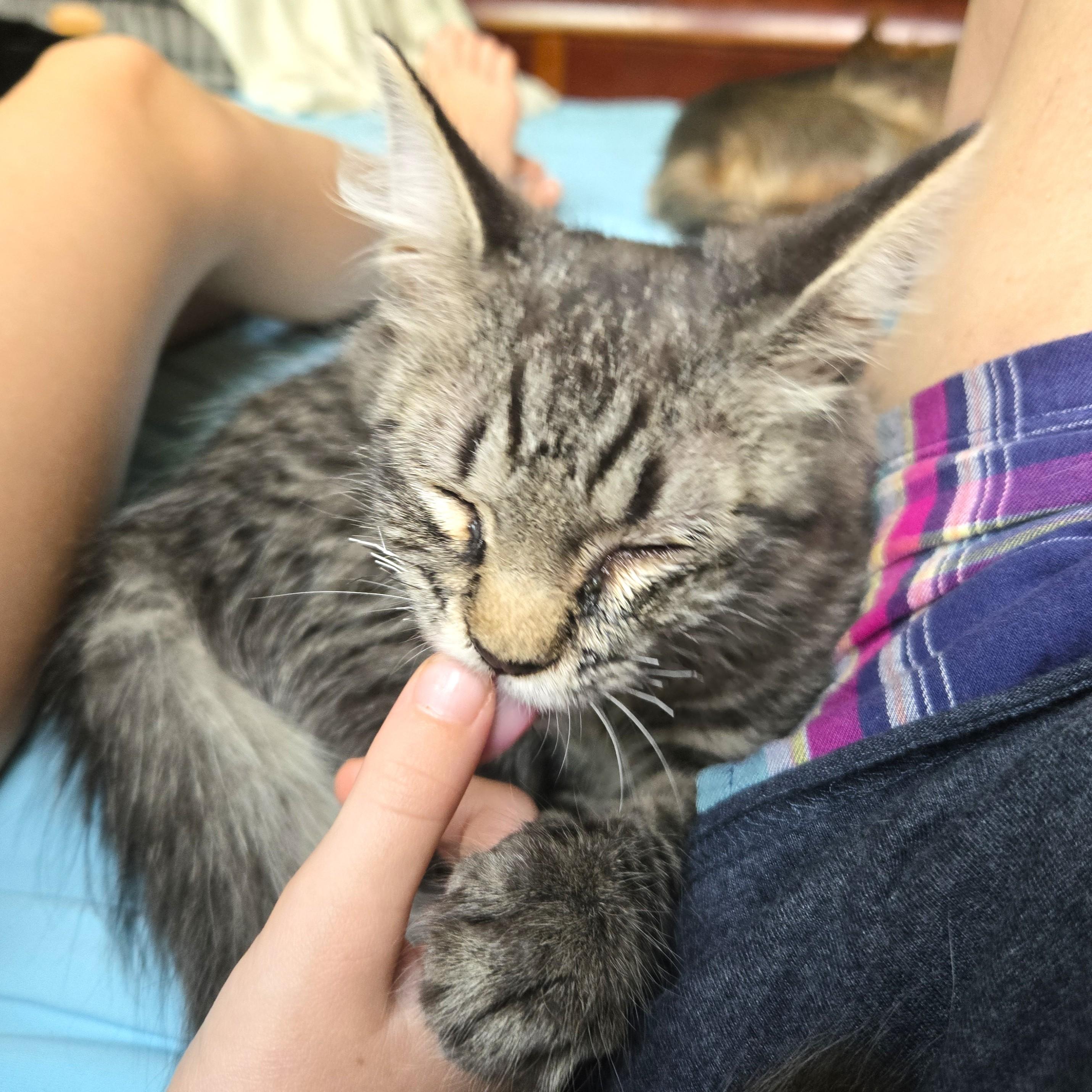 Mango, Adopted, Kitten Female Tabby & Domestic Short Hair.