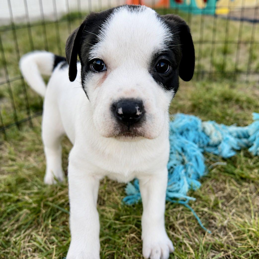 Ivy, ADOPTABLE, Puppy Female Boxer & Pit Bull Terrier.