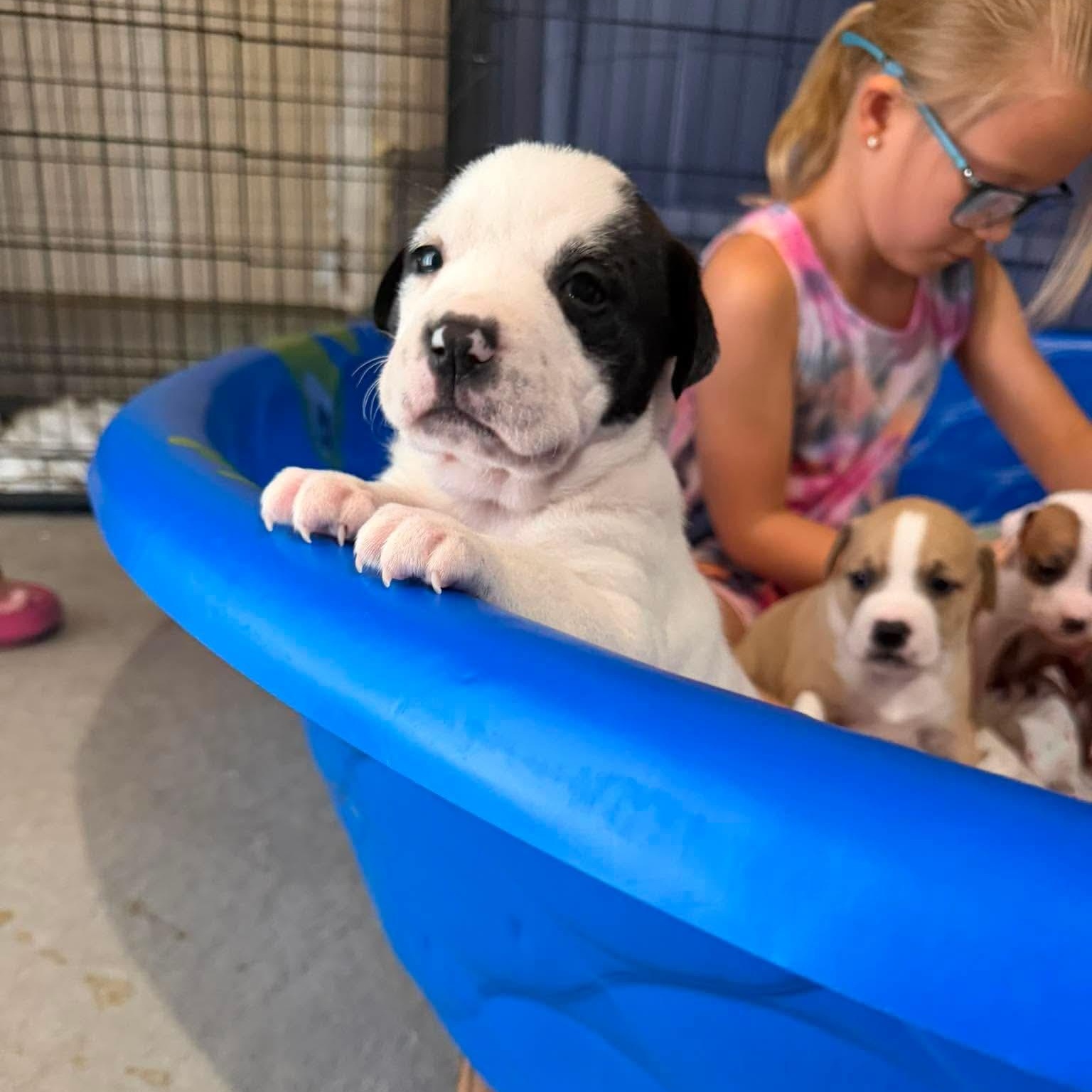 Enlarge Ivy, a ADOPTABLE mixed breed in Mead, CO image 2/6