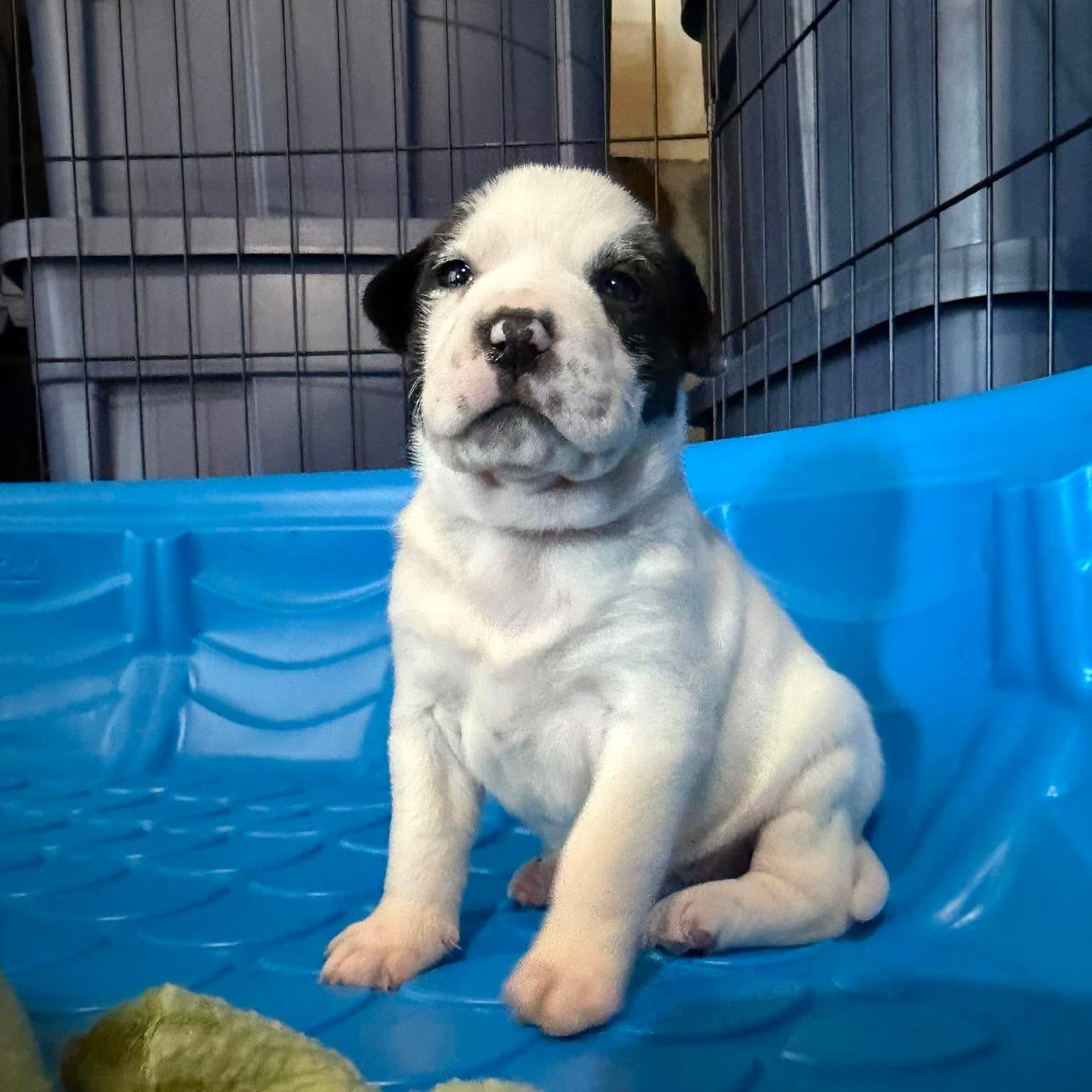 Enlarge Ivy, a ADOPTABLE mixed breed in Mead, CO image 4/6