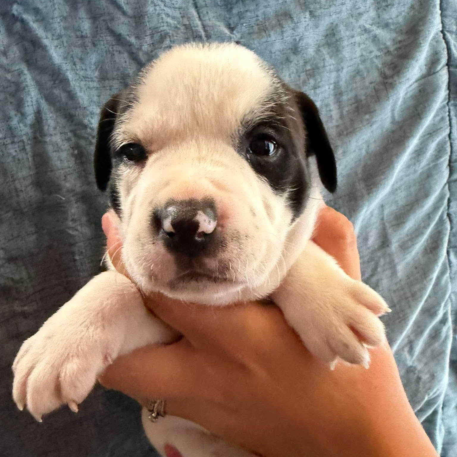 Enlarge Ivy, a ADOPTABLE mixed breed in Mead, CO image 5/6