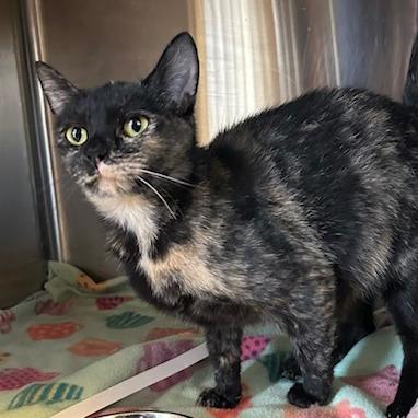 Dolly Parton, Adoptable, Adult Female Domestic Short Hair.