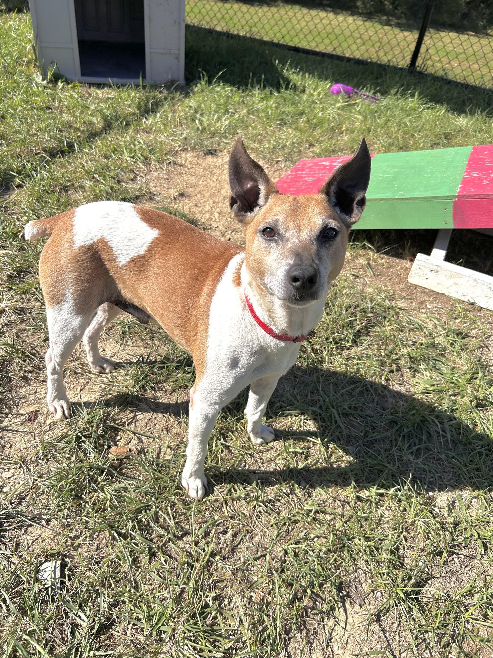Enlarge Juan, a Adoptable mixed breed in Shepherdsville, KY image 3/5