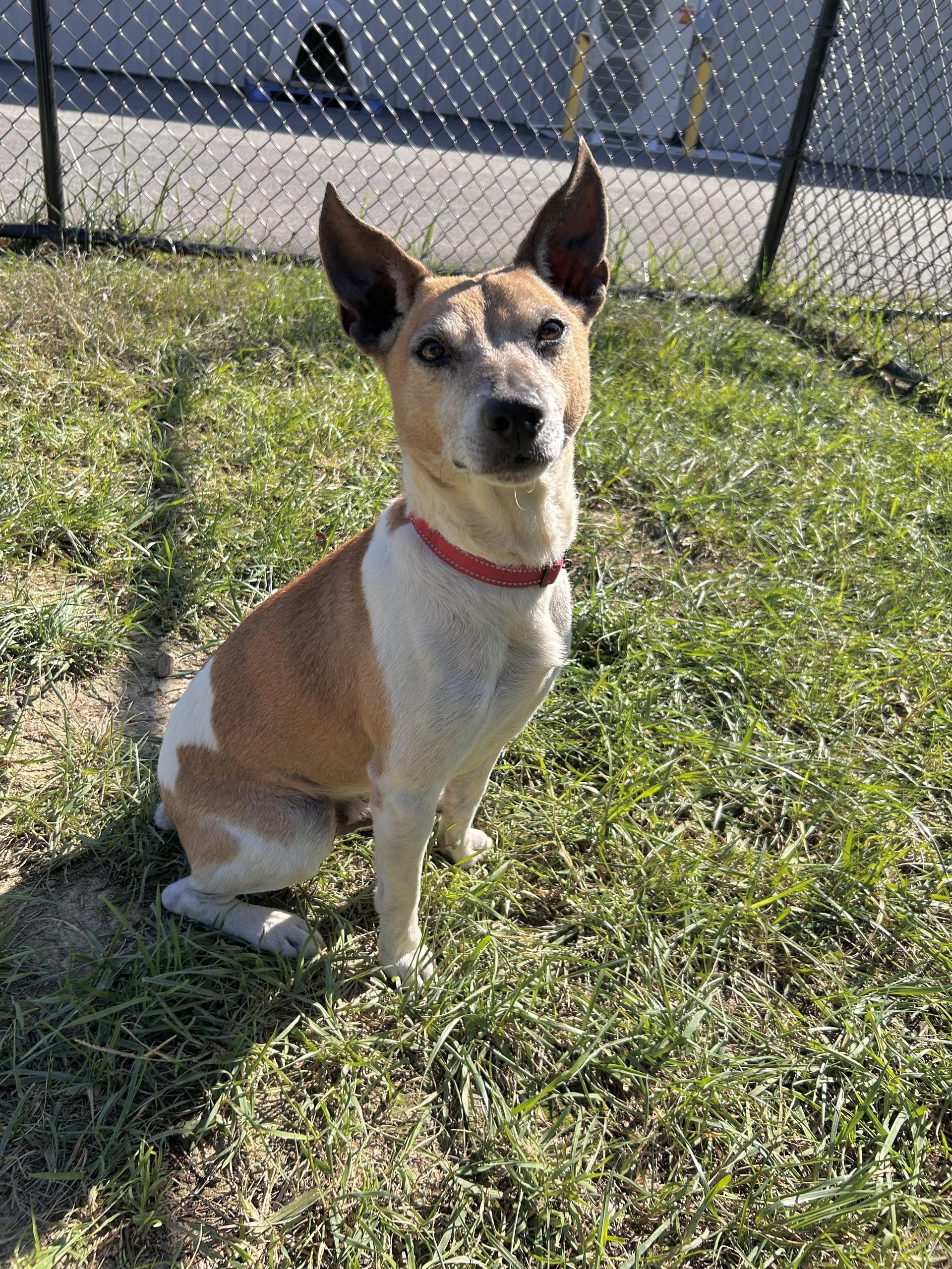 Enlarge Juan, a Adoptable mixed breed in Shepherdsville, KY image 5/5