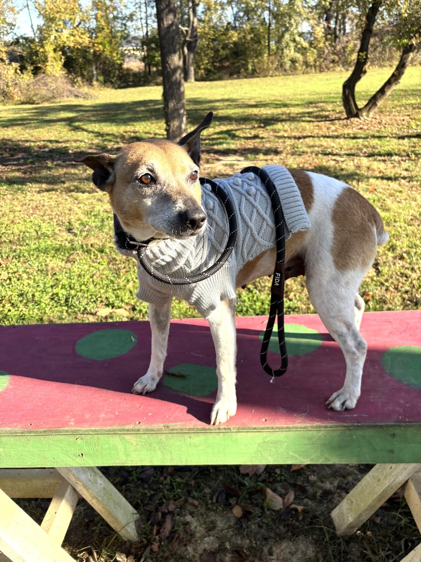 Enlarge Juan, a Adoptable mixed breed in Shepherdsville, KY image 4/5