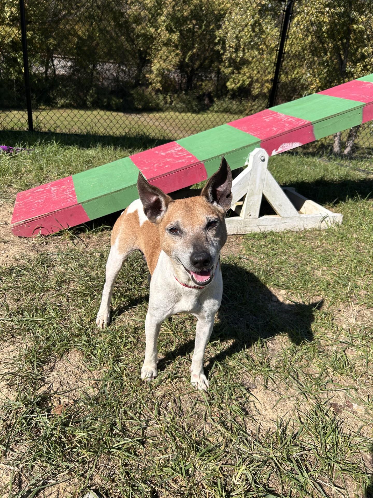 Juan, Adoptable, Senior Male Jack Russell Terrier & Feist.