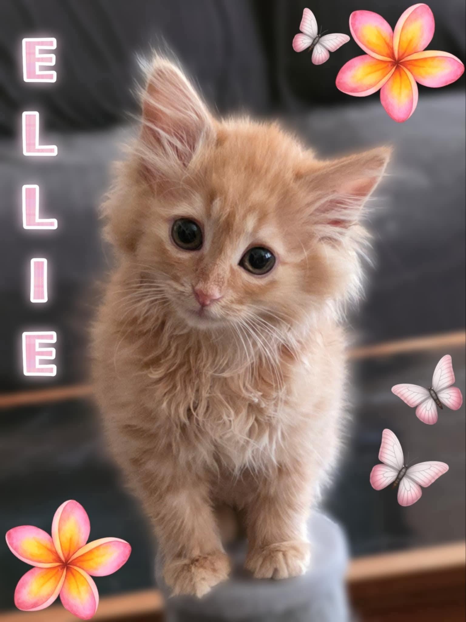 Enlarge Ellie, a Adopted Domestic Medium Hair in Lombard, IL image 1/4