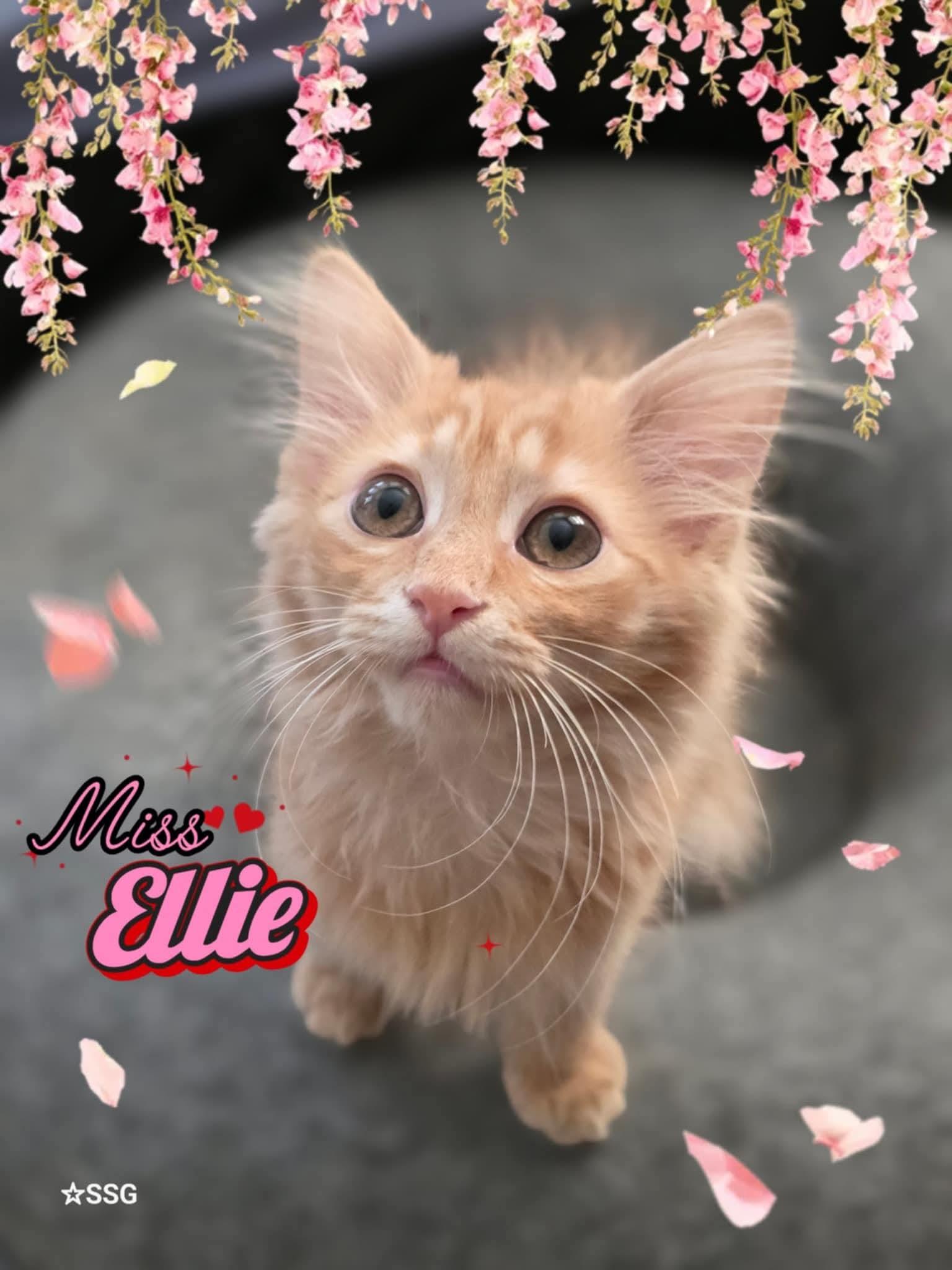 Enlarge Ellie, a Adopted Domestic Medium Hair in Lombard, IL image 3/4