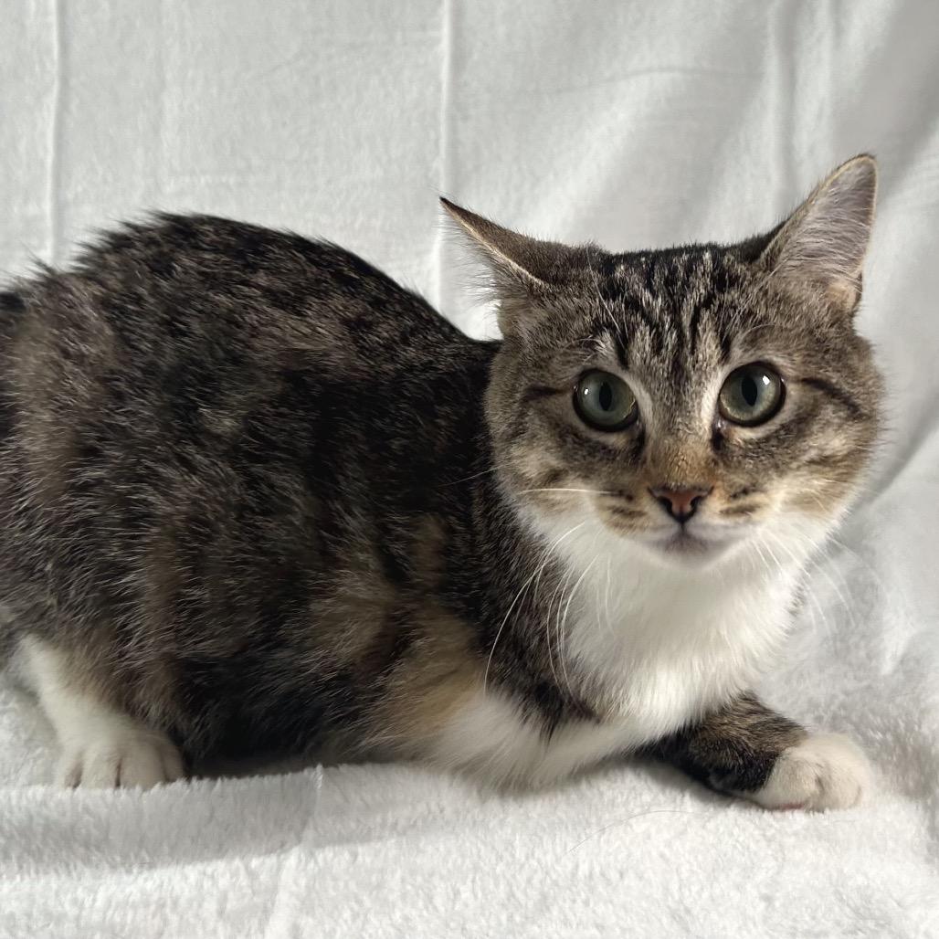 Spencer, Adoptable, Young Female Domestic Short Hair.