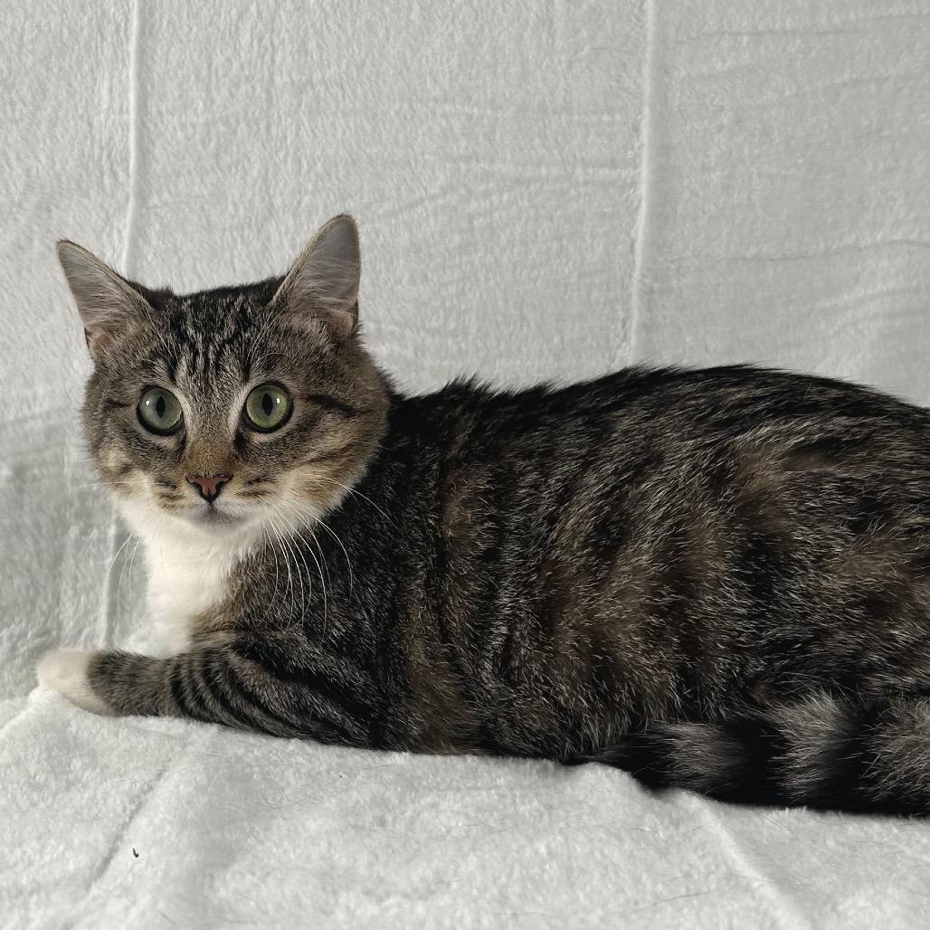 Enlarge Spencer, a Adoptable Domestic Short Hair in Johnson City, TN image 2/5