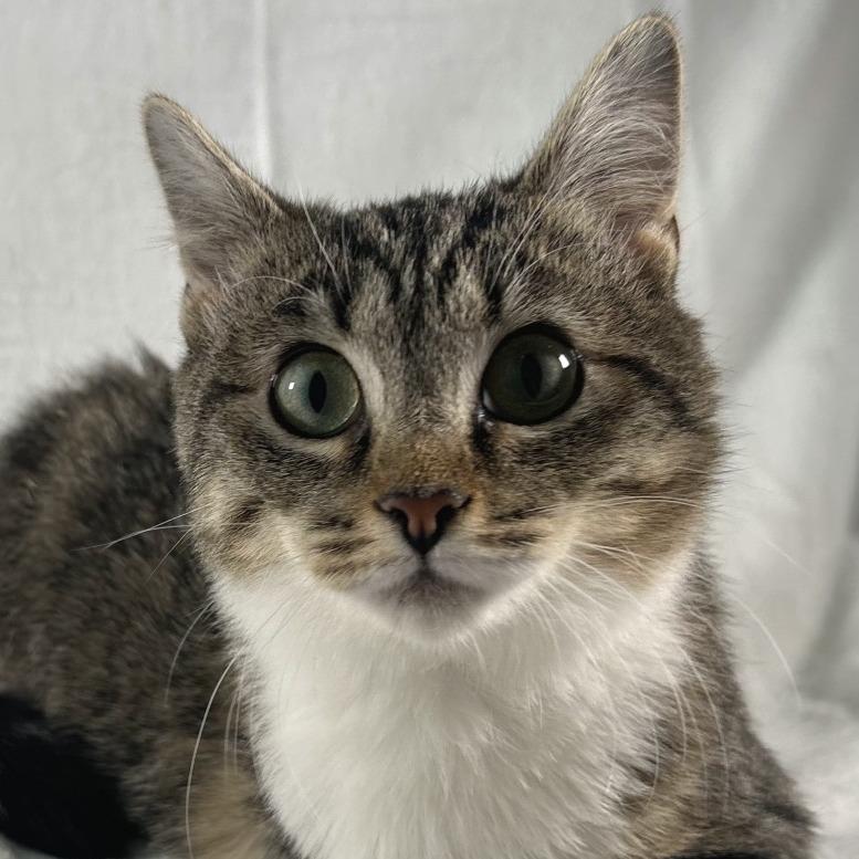 Enlarge Spencer, a Adoptable Domestic Short Hair in Johnson City, TN image 3/5