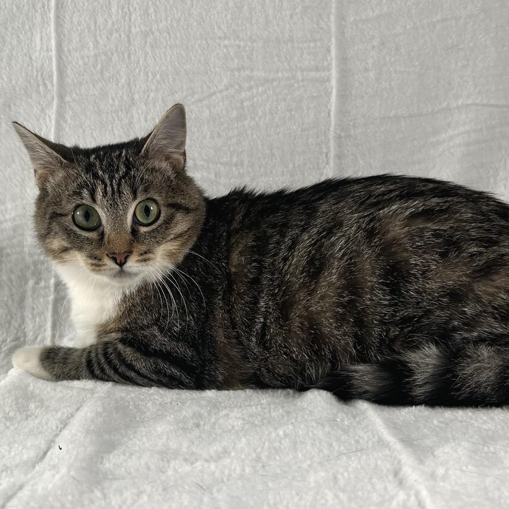 Enlarge Spencer, a Adoptable Domestic Short Hair in Johnson City, TN image 4/5