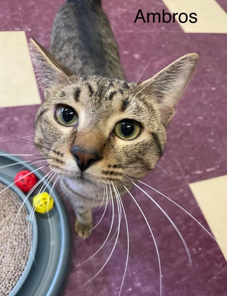 AMBROS, Adoptable, Young Male Domestic Short Hair.