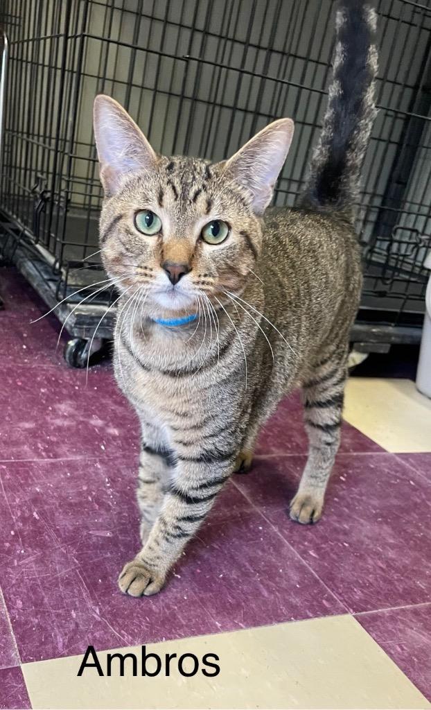 Enlarge AMBROS, a Adoptable mixed breed in Muskegon, MI image 2/3