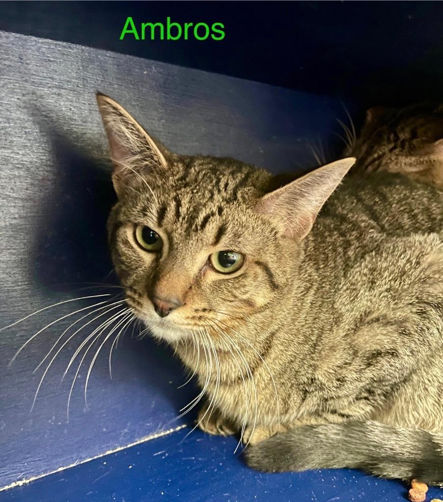 Enlarge AMBROS, a Adoptable mixed breed in Muskegon, MI image 3/3