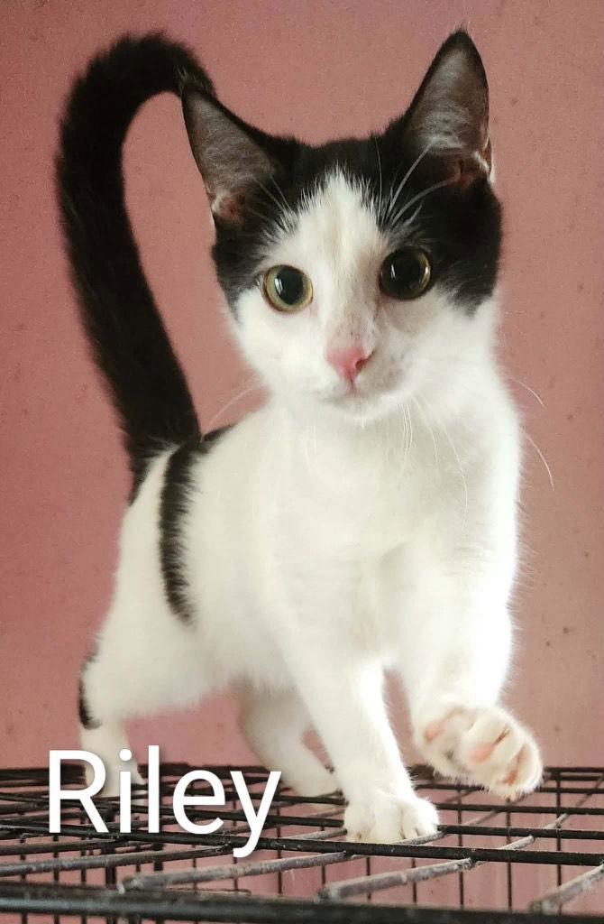 Riley