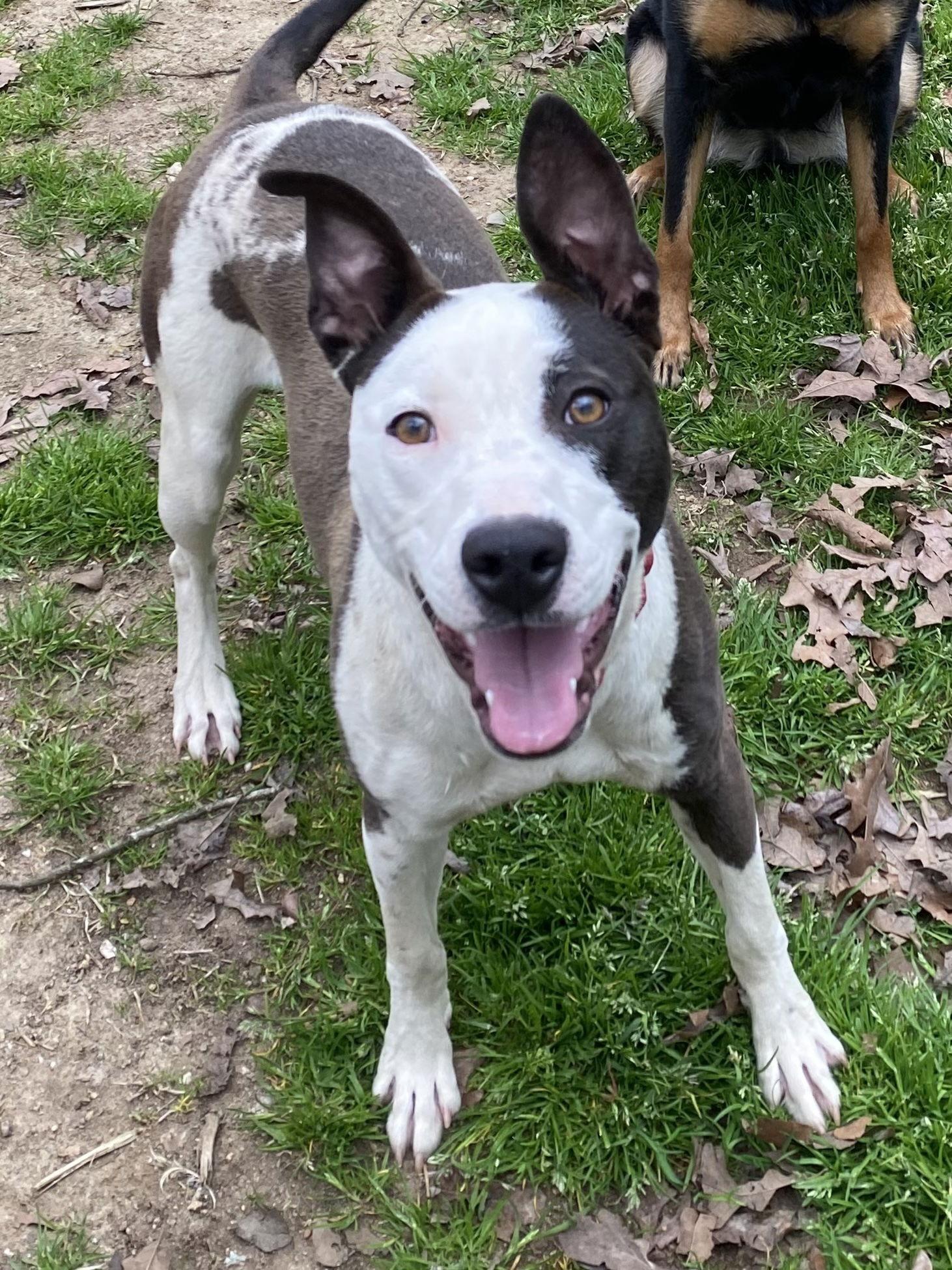 Hartley, Adopted, Young Female Pit Bull Terrier & Australian Cattle Dog / Blue Heeler.