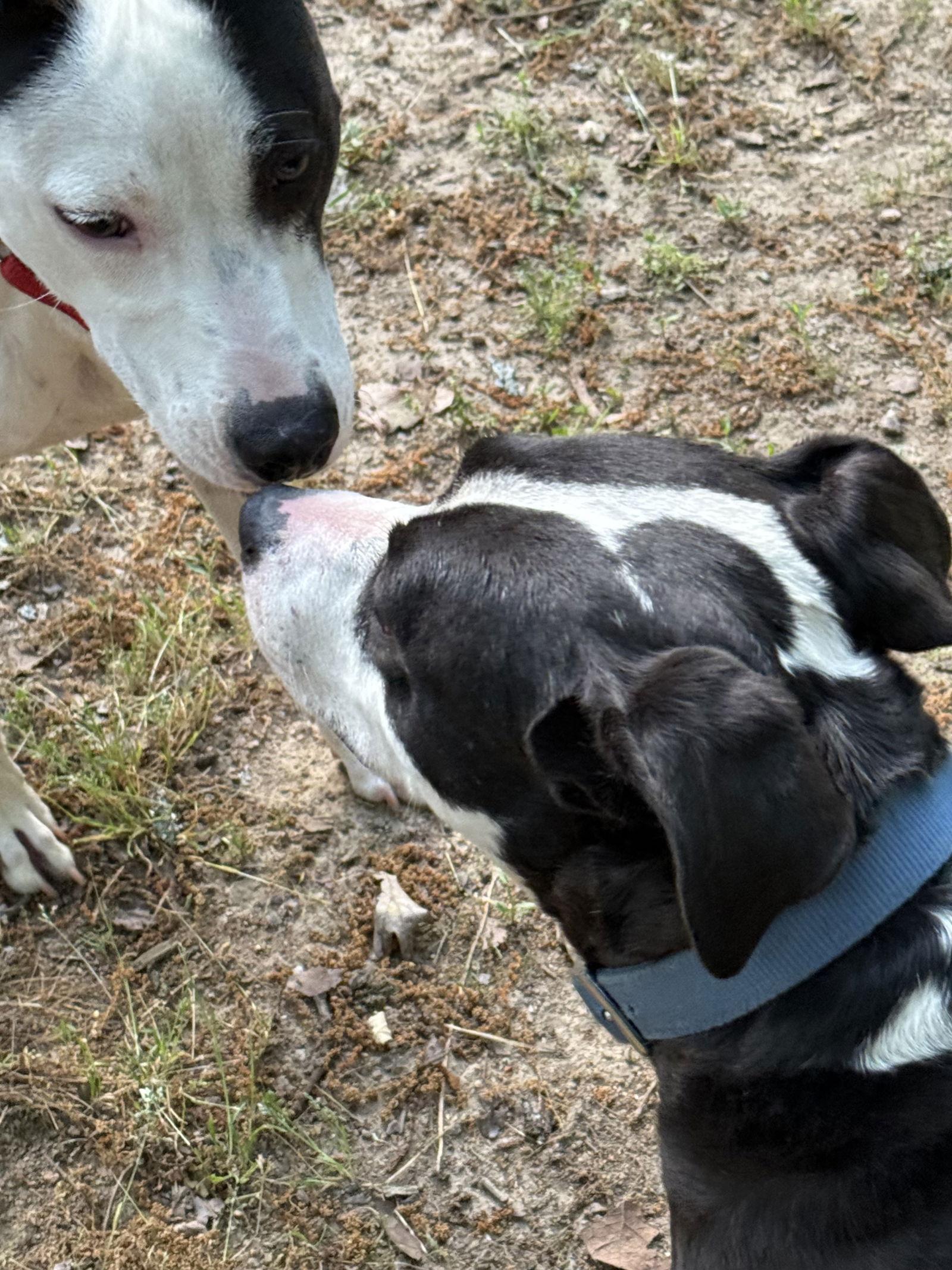 Enlarge Hartley, a Adopted mixed breed in Charlotte, NC image 2/3