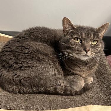 Josephine, Adoptable, Senior Female Domestic Short Hair.