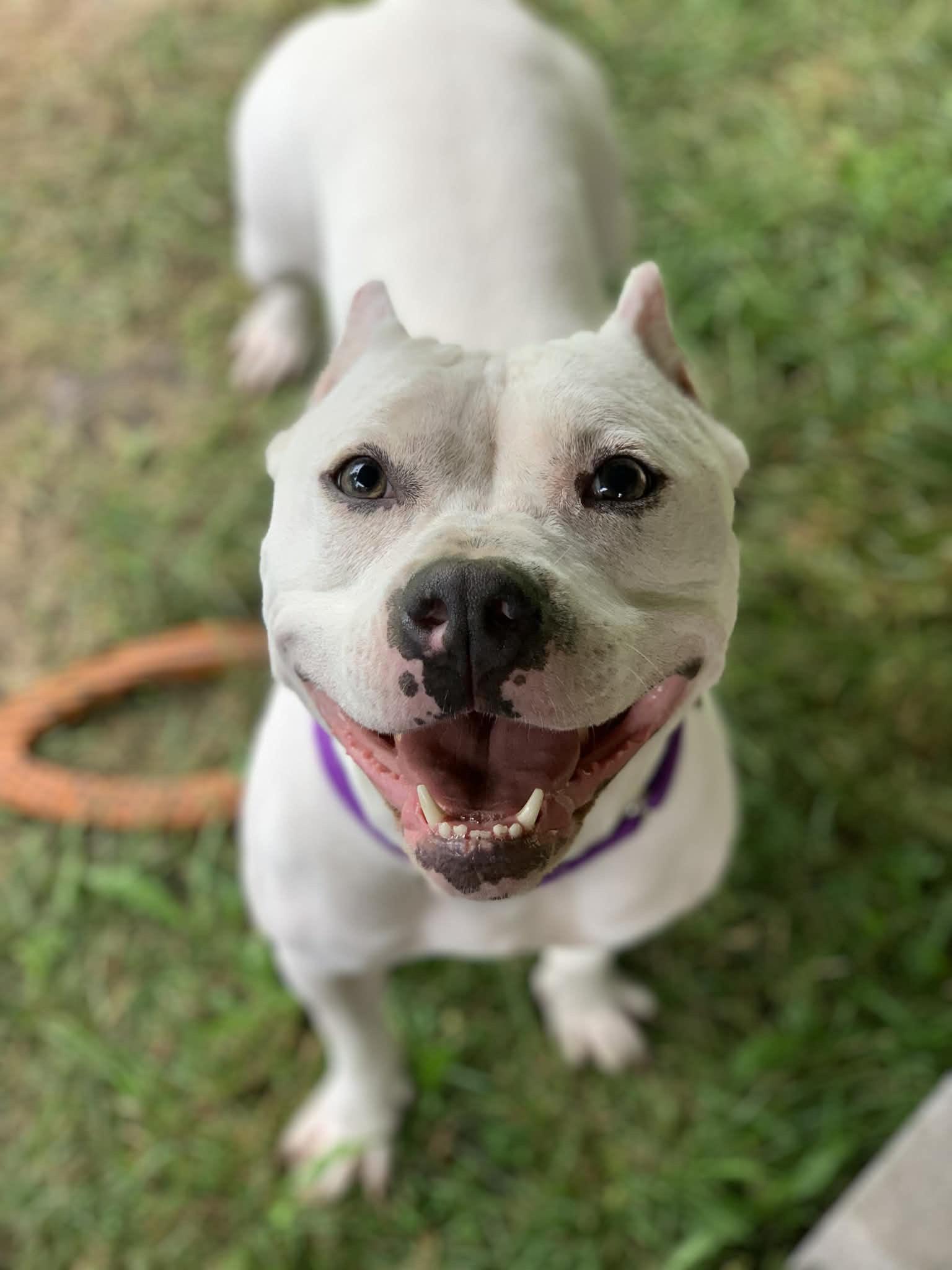 Enlarge Freya, a ADOPTABLE mixed breed in Sturtevant , WI image 2/3