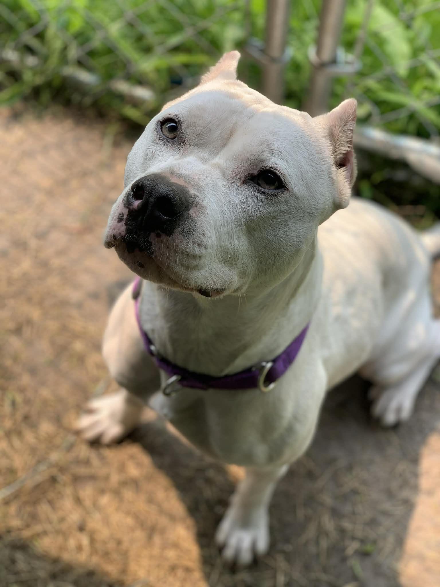 Enlarge Freya, a ADOPTABLE mixed breed in Sturtevant , WI image 3/3