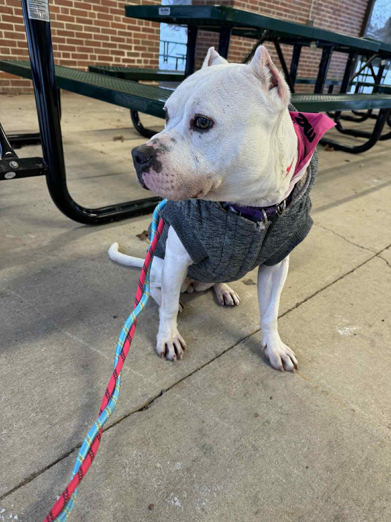 Freya, ADOPTABLE, Adult Female American Bully.