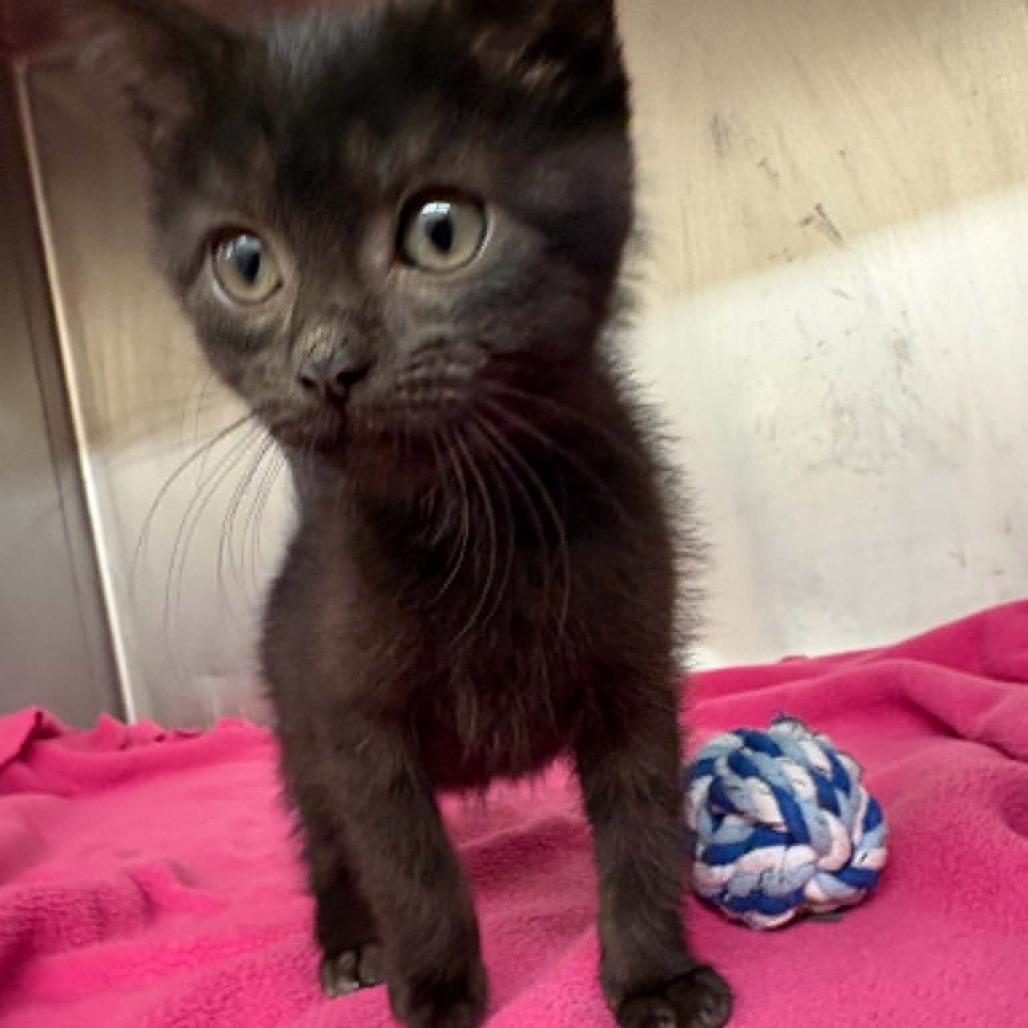 Blossom C26-045, Adoptable, Kitten Female Domestic Short Hair.