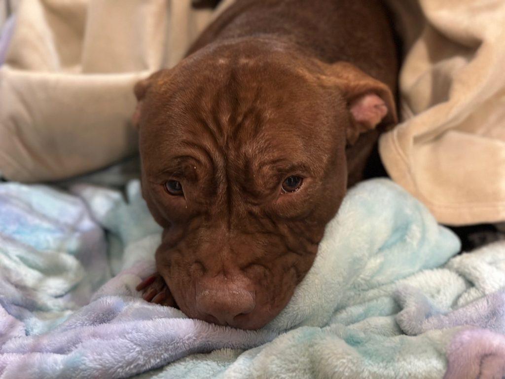 Pants, Adoptable, Adult Male Mixed Breed.