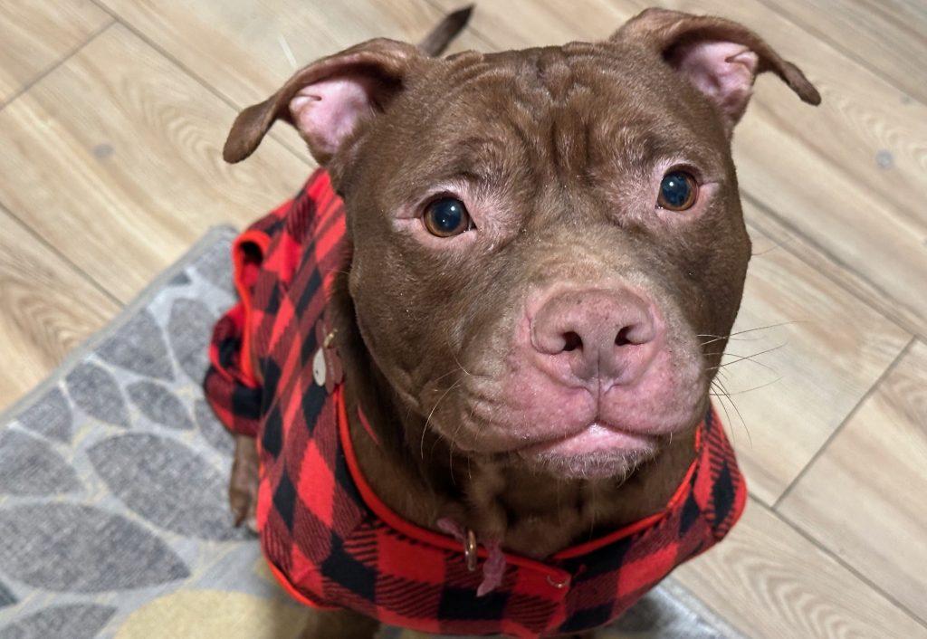 Enlarge Pants, a Adoptable Mixed Breed in Durham, NC image 3/3