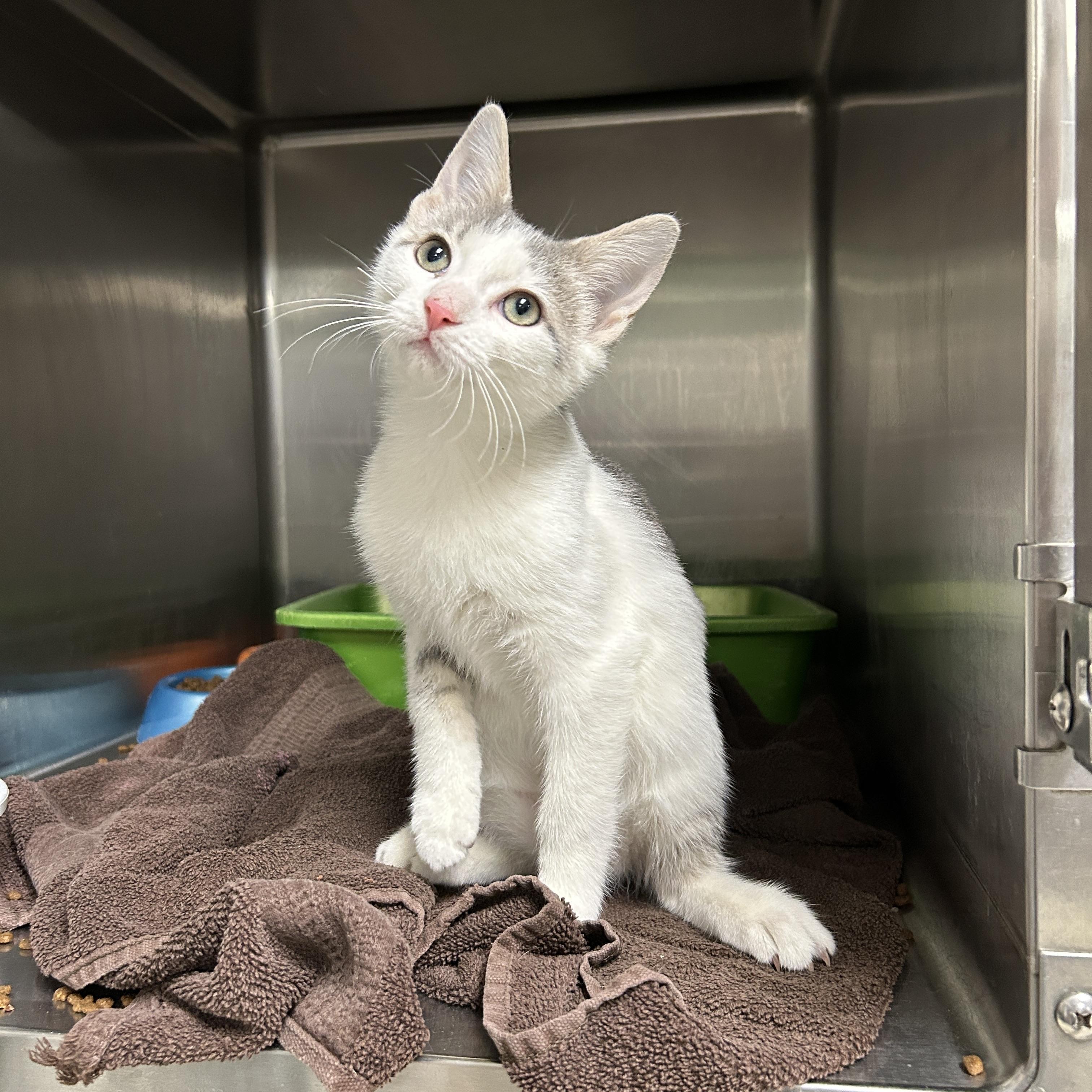 Enlarge Emerson, an adopted Domestic Short Hair in La Grange Park, IL image 6/6