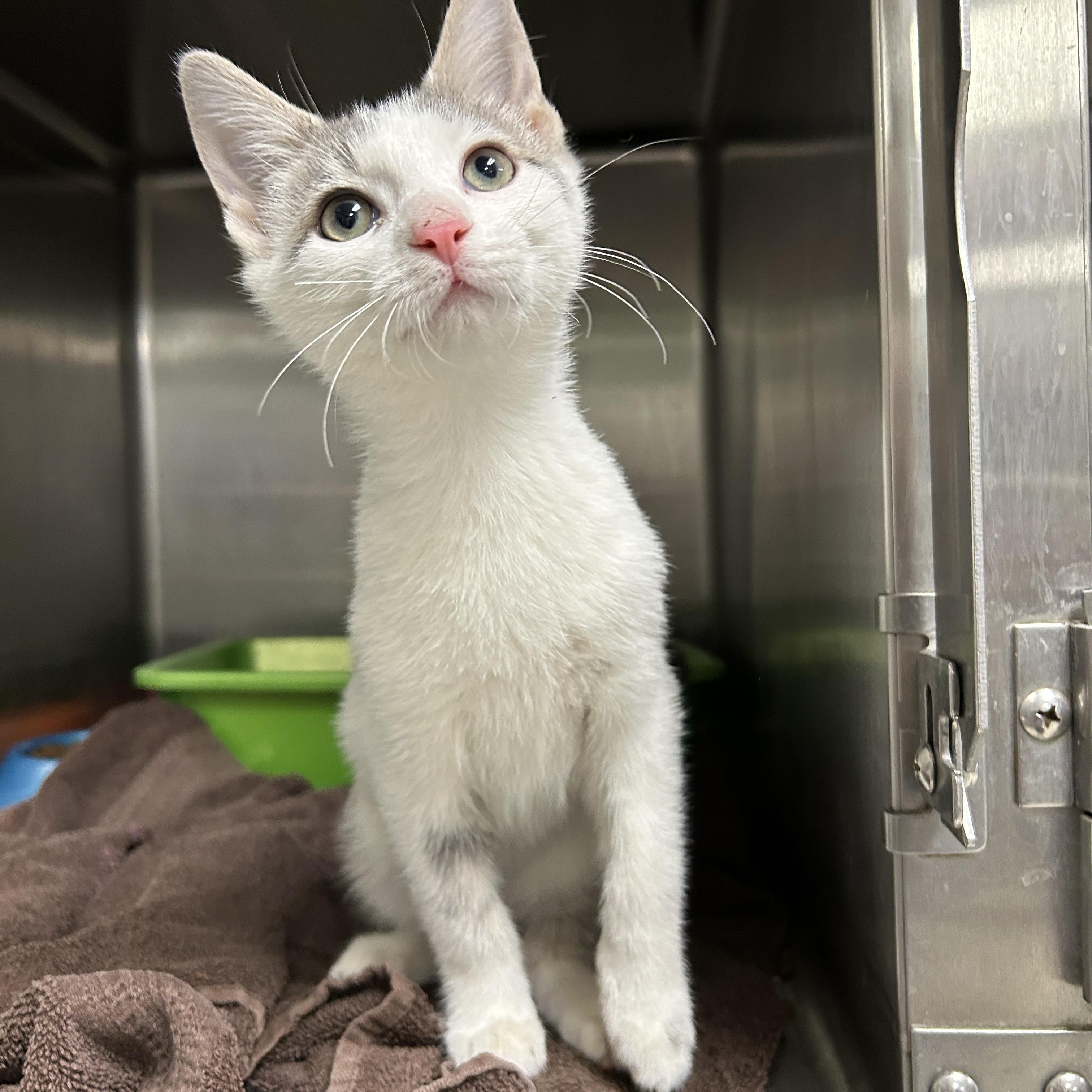 Enlarge Emerson, an adopted Domestic Short Hair in La Grange Park, IL image 5/6