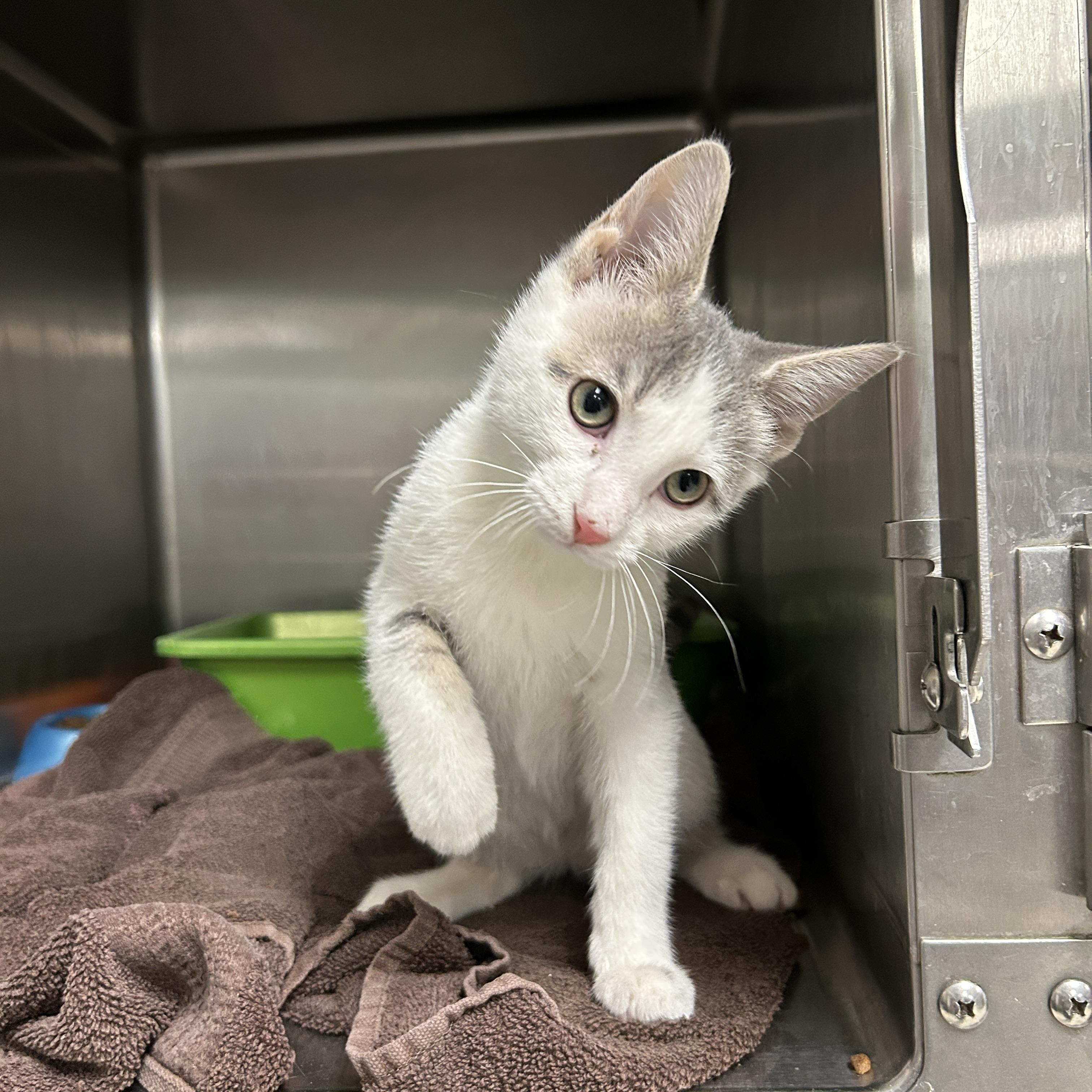 Enlarge Emerson, an adopted Domestic Short Hair in La Grange Park, IL image 2/6