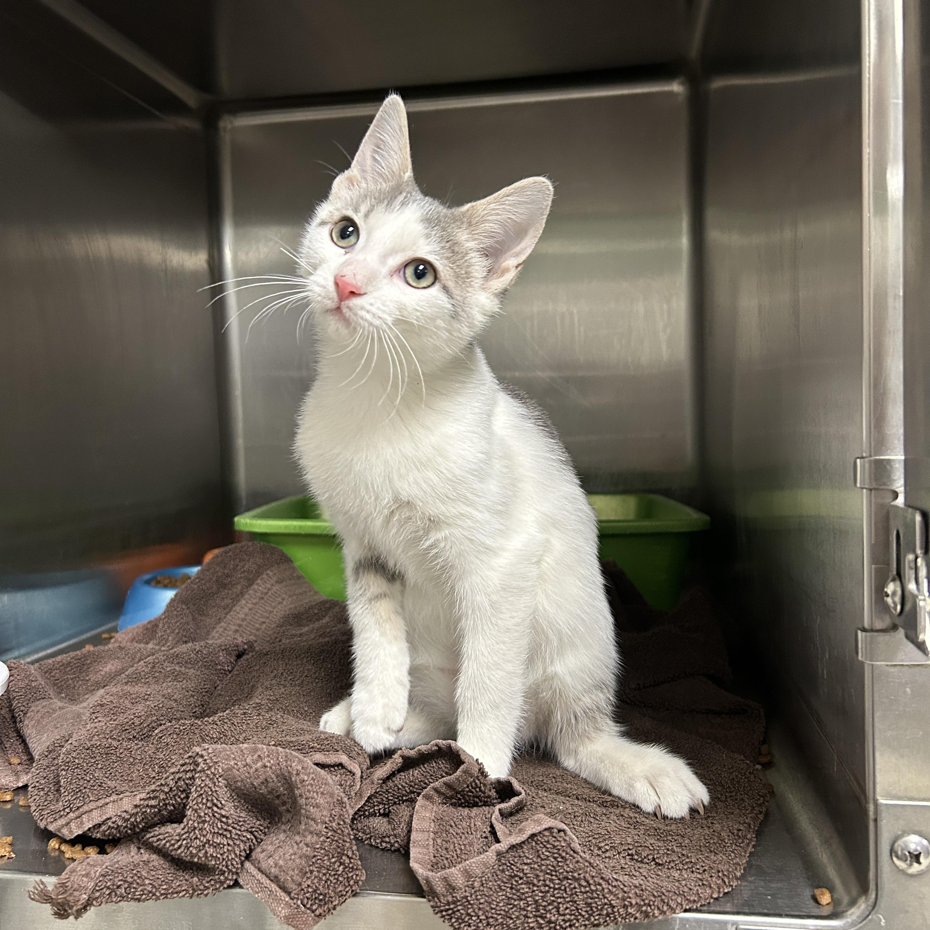 Enlarge Emerson, an adopted Domestic Short Hair in La Grange Park, IL image 3/6