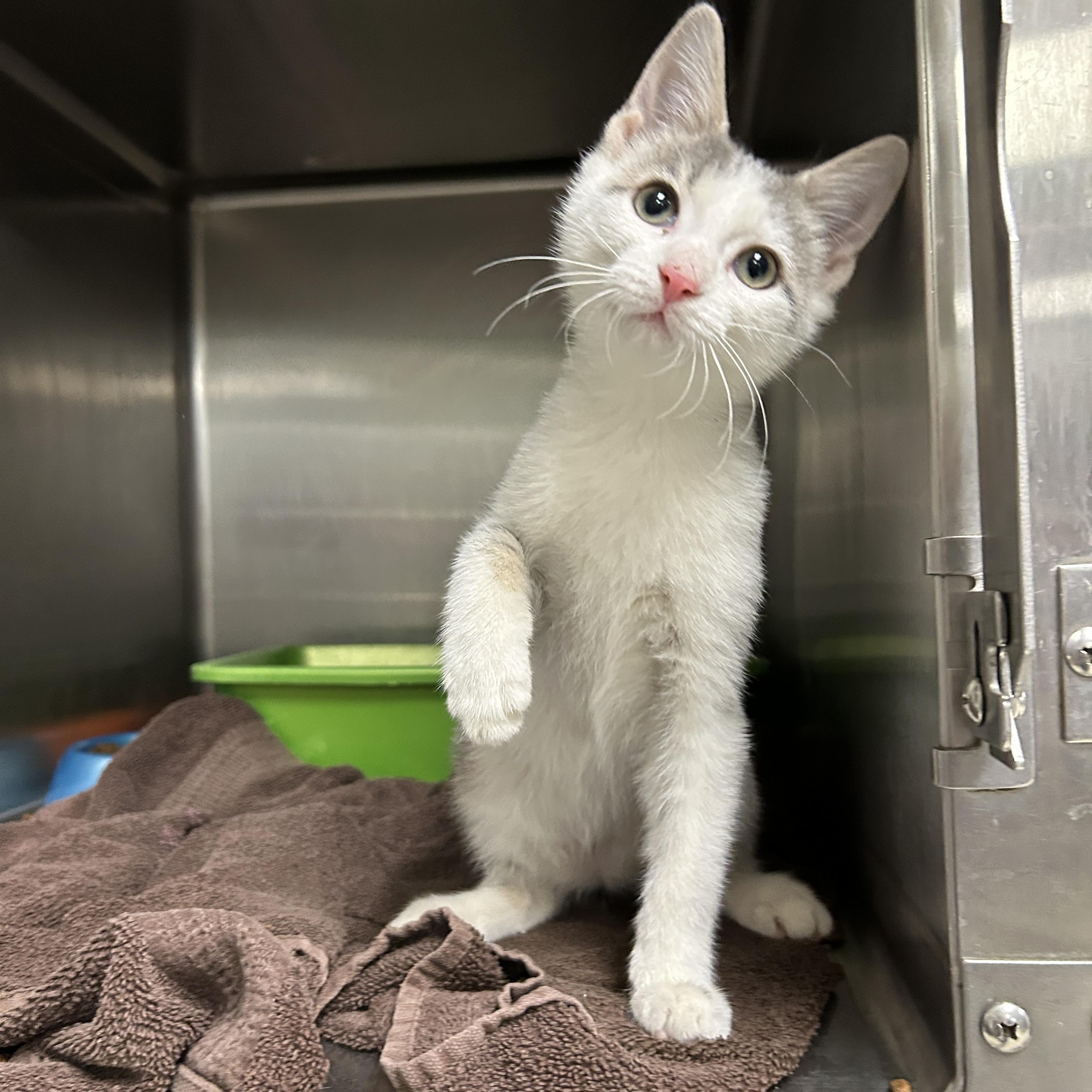Emerson, adopted, Kitten Male Domestic Short Hair.