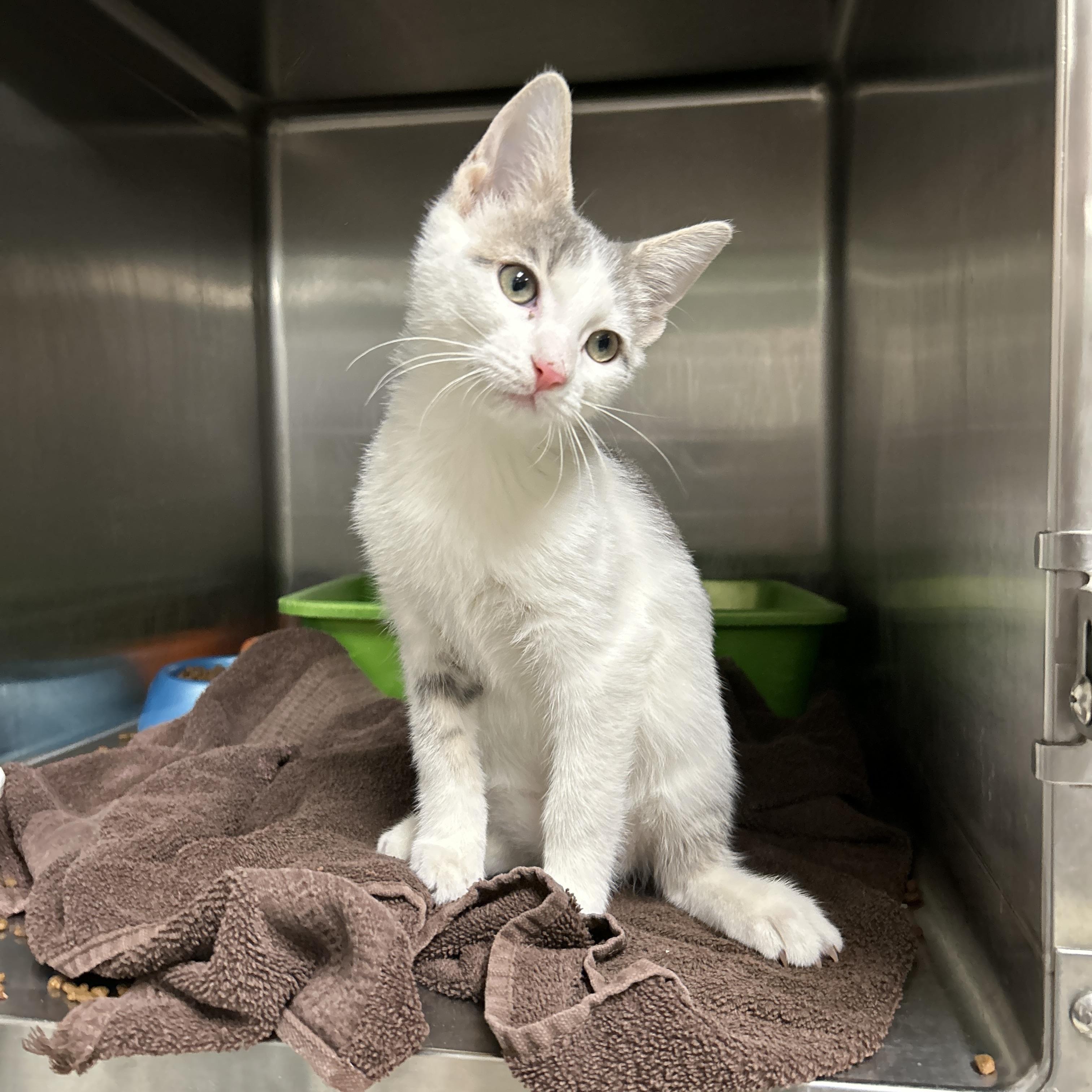 Enlarge Emerson, an adopted Domestic Short Hair in La Grange Park, IL image 4/6