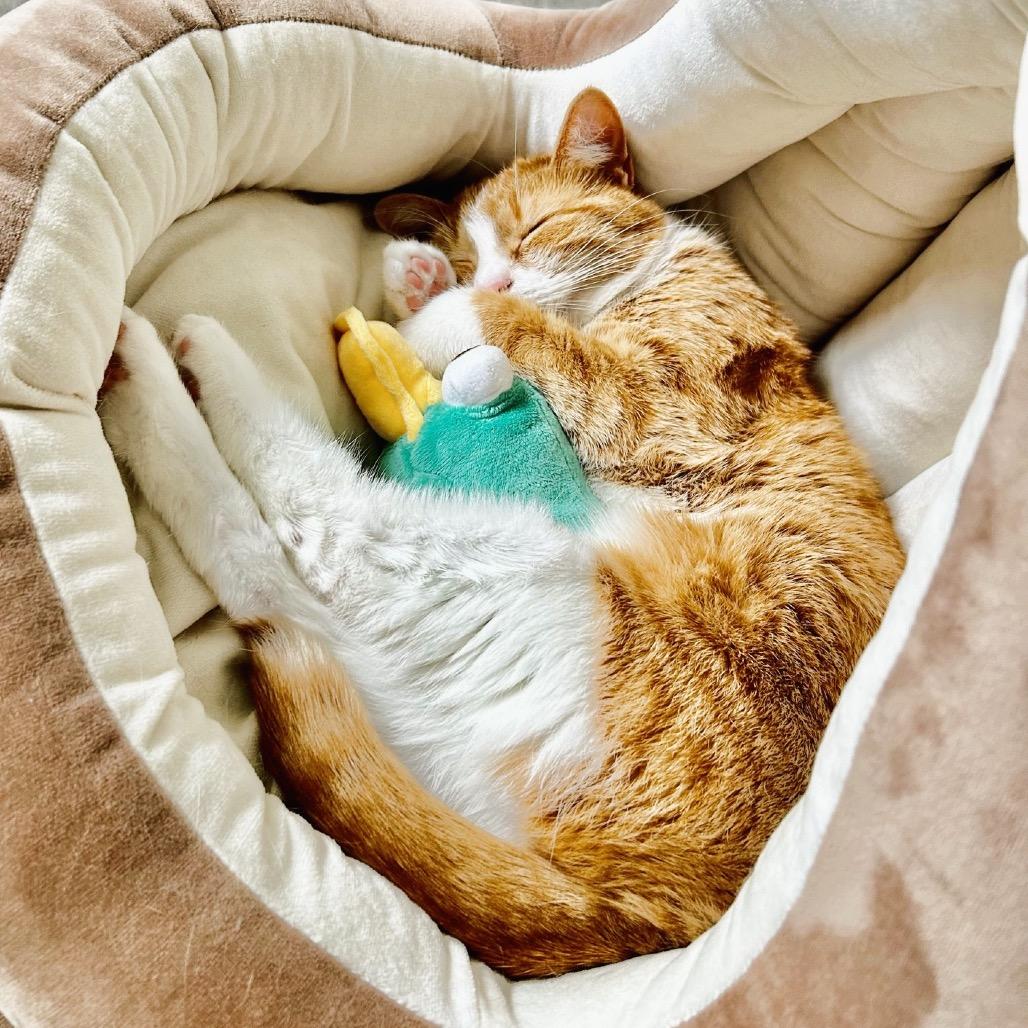 Enlarge Jaycee, a Adoptable Domestic Short Hair in Chaska, MN image 1/6