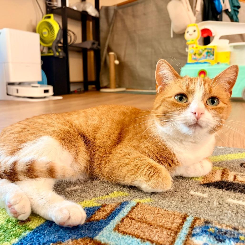 Enlarge Jaycee, a Adoptable Domestic Short Hair in Chaska, MN image 4/6