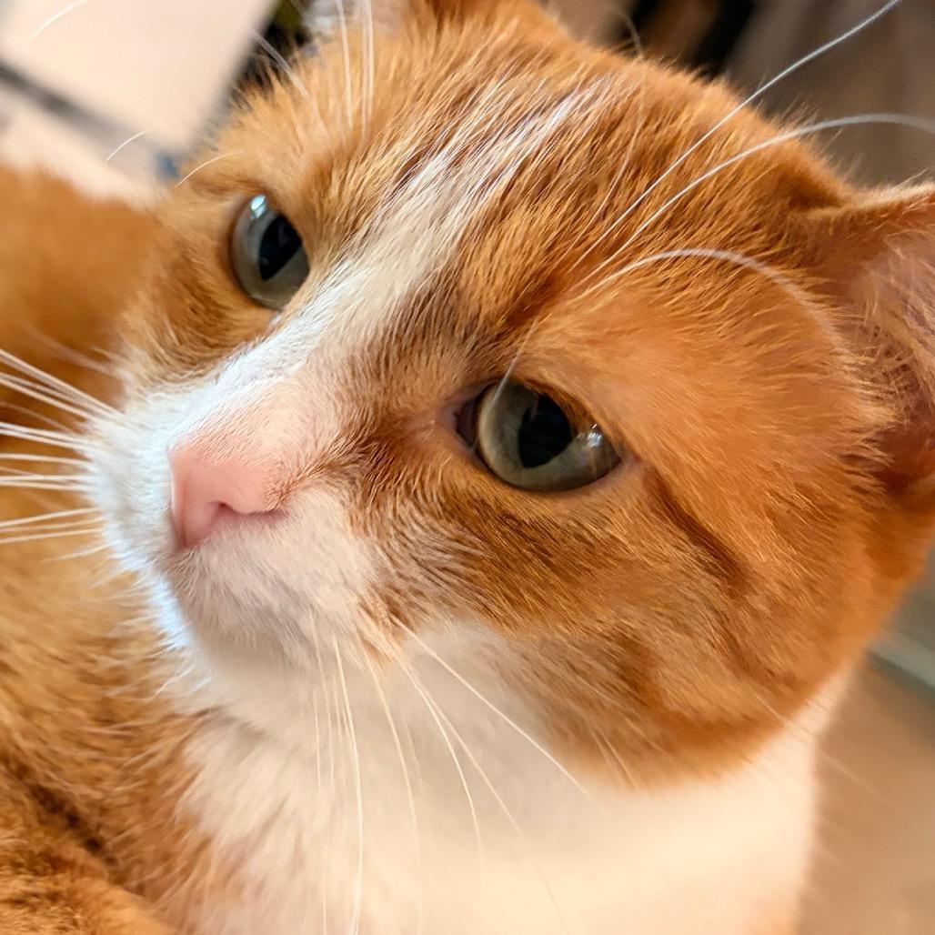 Enlarge Jaycee, a Adoptable Domestic Short Hair in Chaska, MN image 5/6