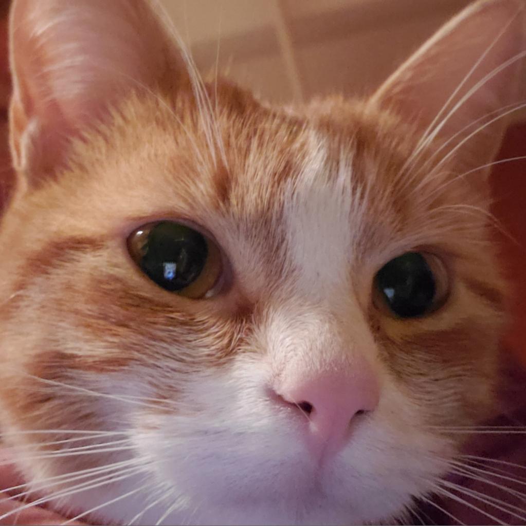 Enlarge Jaycee, a Adoptable Domestic Short Hair in Chaska, MN image 6/6