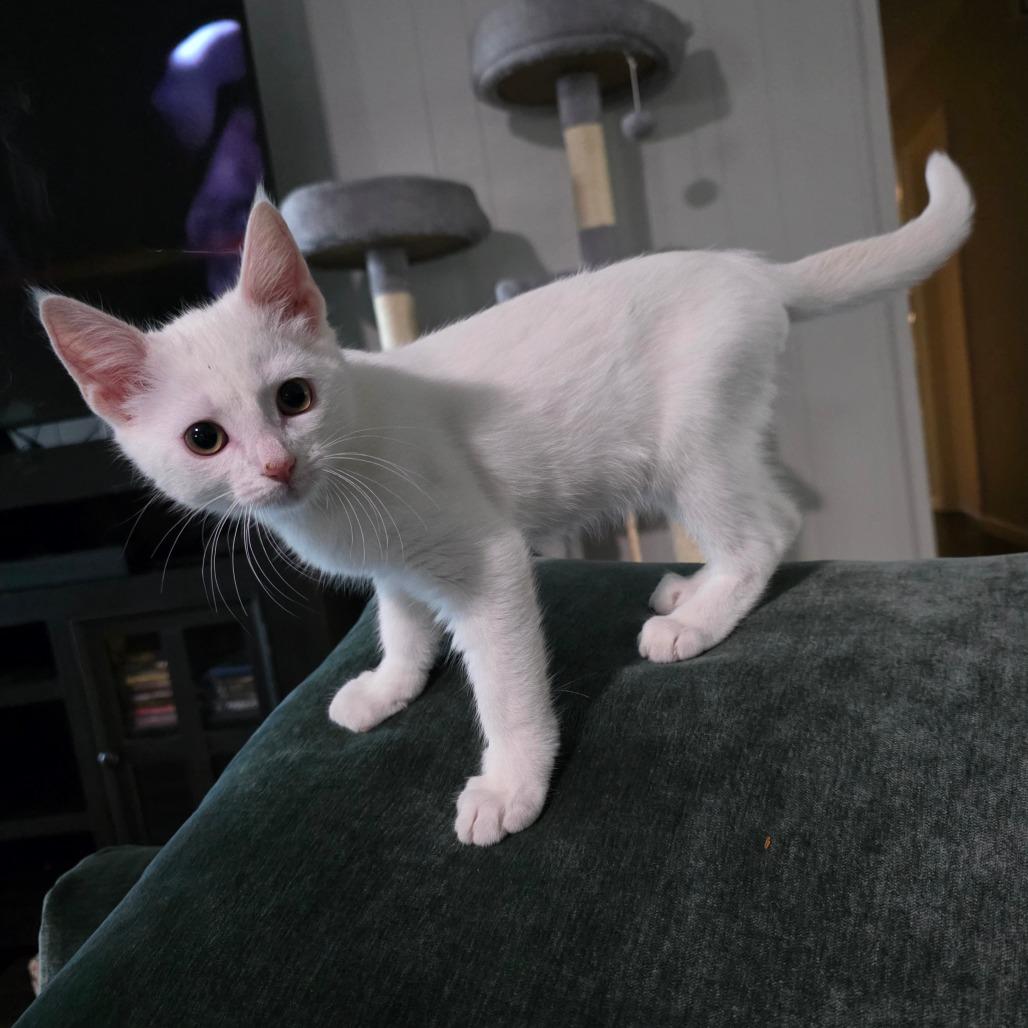 Horchata, Adoptable, Kitten Male Siamese.