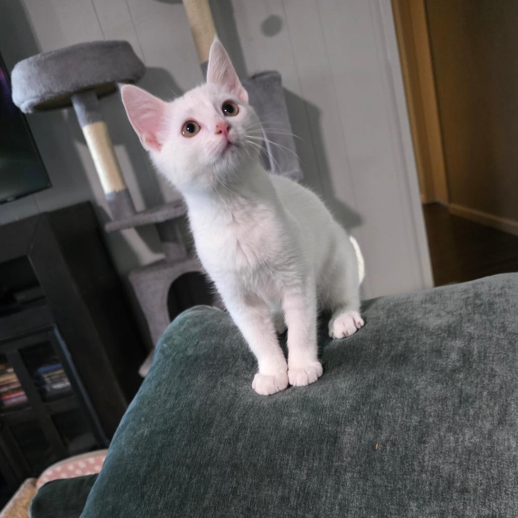 Horchata, a Adoptable Siamese in Fort Worth, TX image 2/4