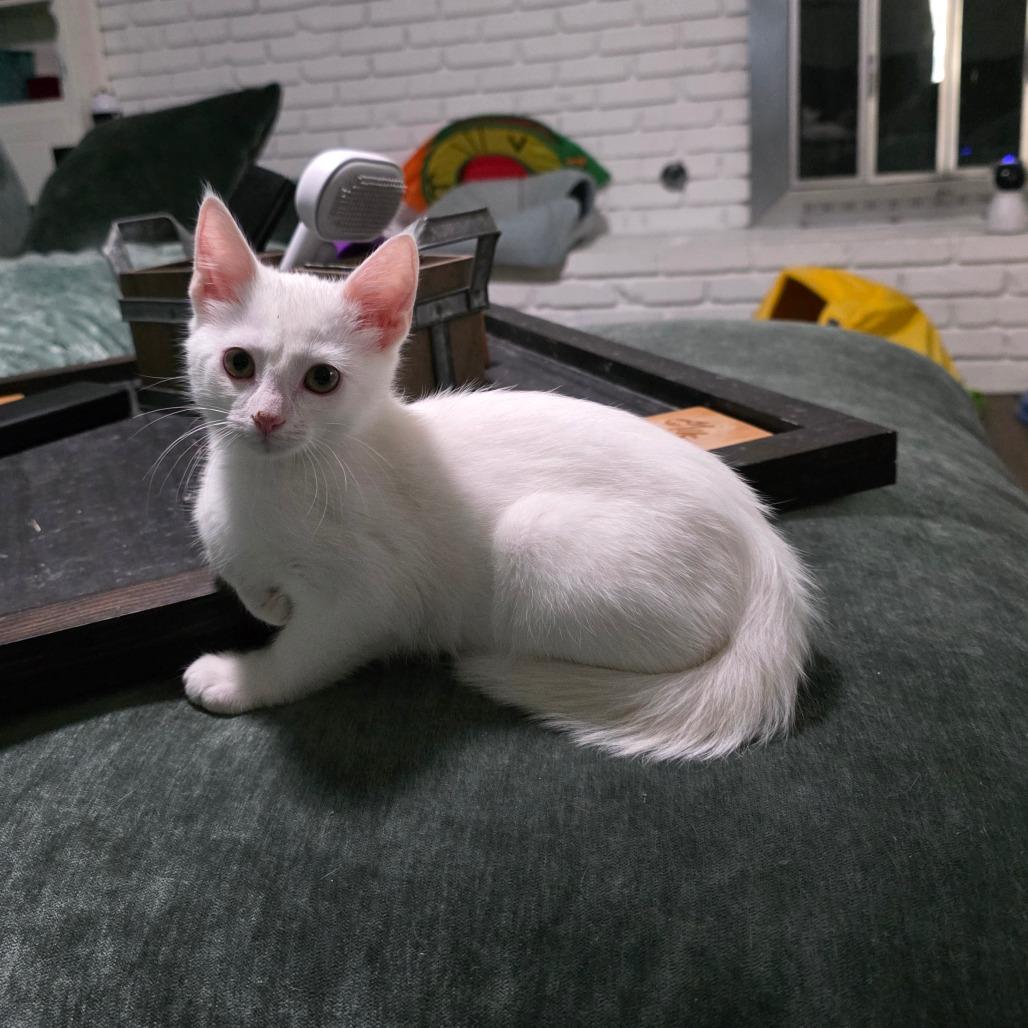 Horchata, a Adoptable Siamese in Fort Worth, TX image 3/4