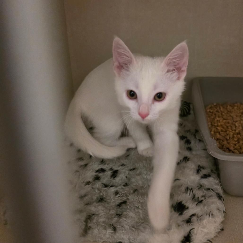 Horchata, a Adoptable Siamese in Fort Worth, TX image 4/4