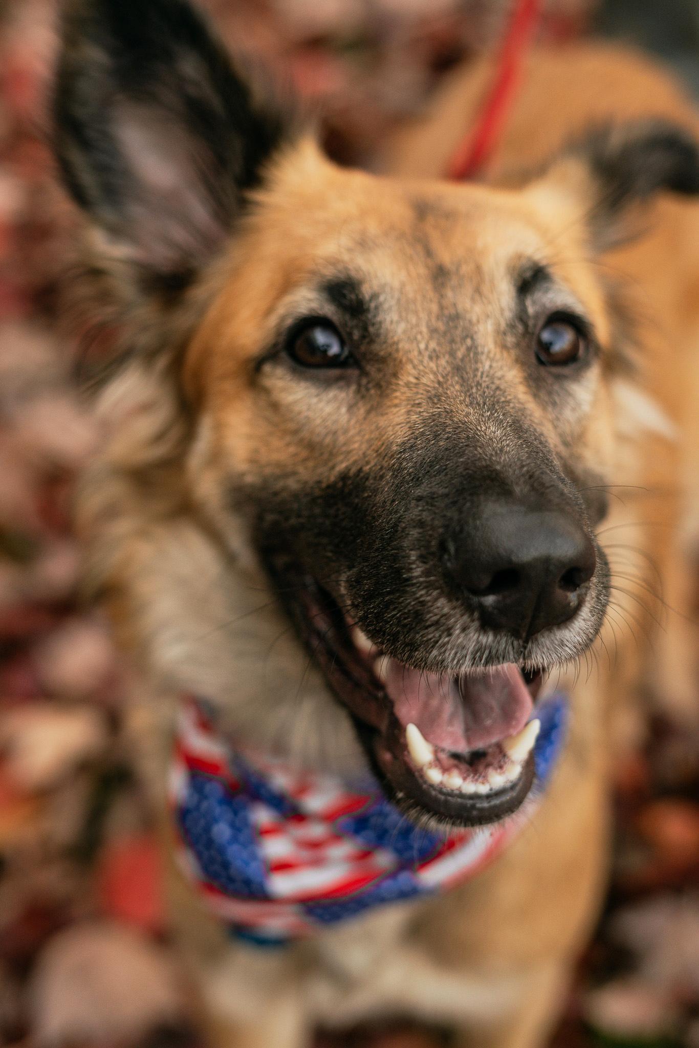 Enlarge Lena, a Adoptable German Shepherd Dog in Bellevue, WA image 5/6