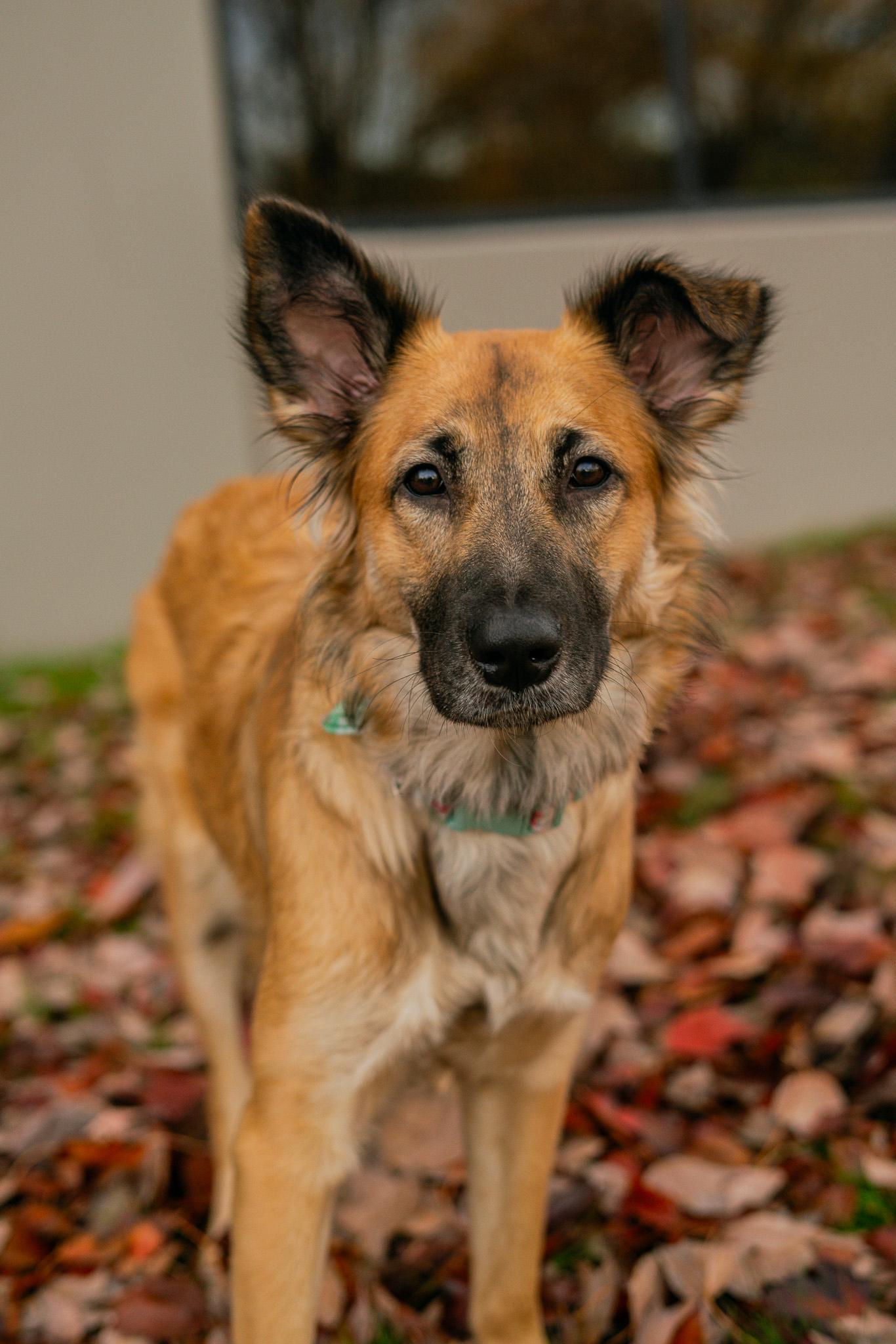 Enlarge Lena, a Adoptable German Shepherd Dog in Bellevue, WA image 6/6
